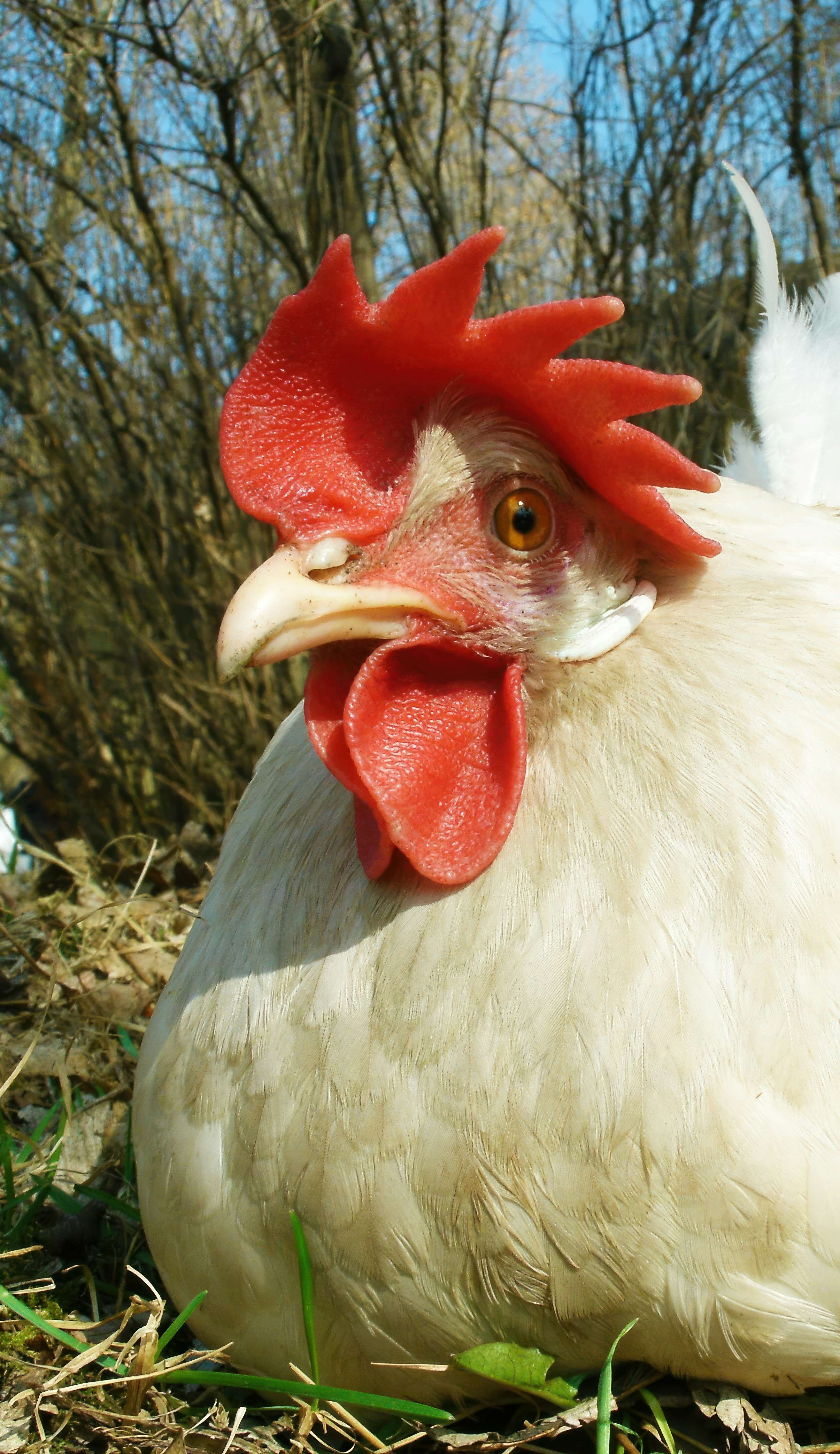 Leghorn Chicken Photo by Lance Albers