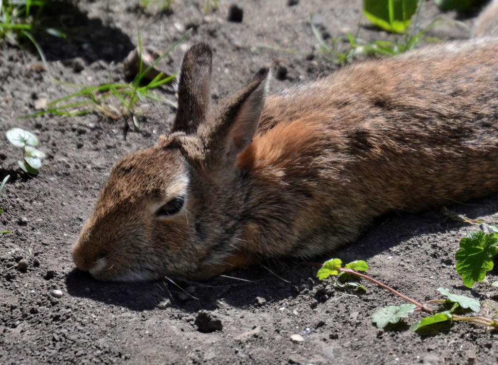 Relaxing Rabbit by Lance Albers