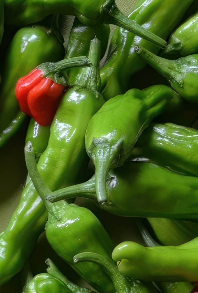 Shishito Peppers (Dragon Roll Peppers) by Lance Albers