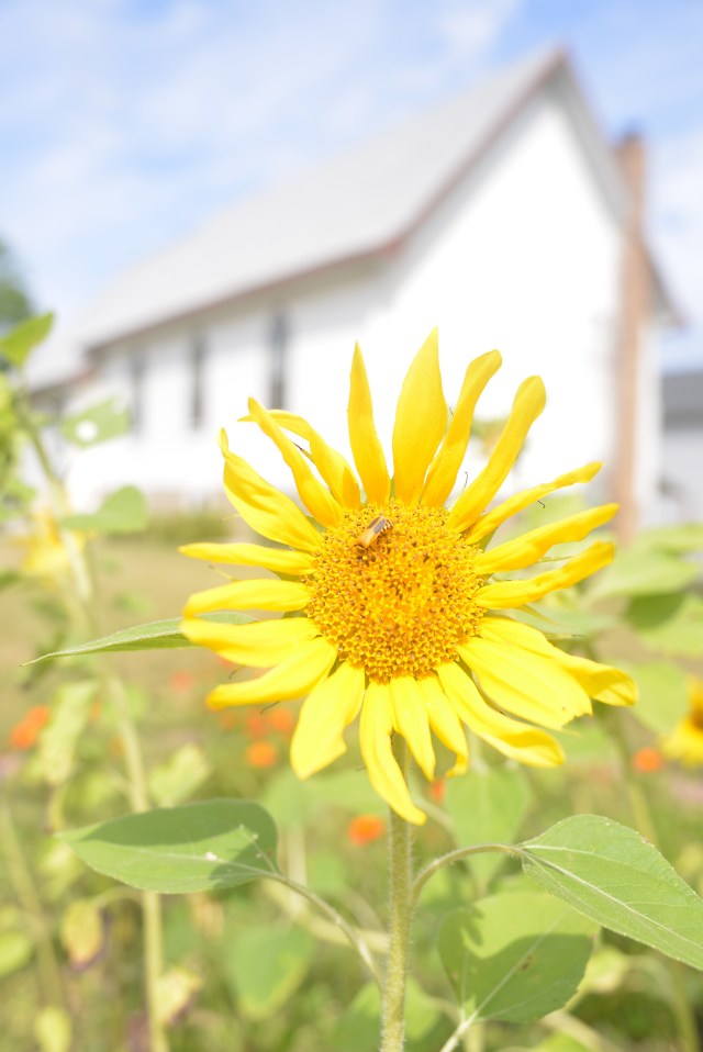 Church with Sunflower by Lance Albers Photography