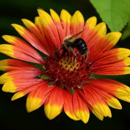 Flower Photography by Lance Albers