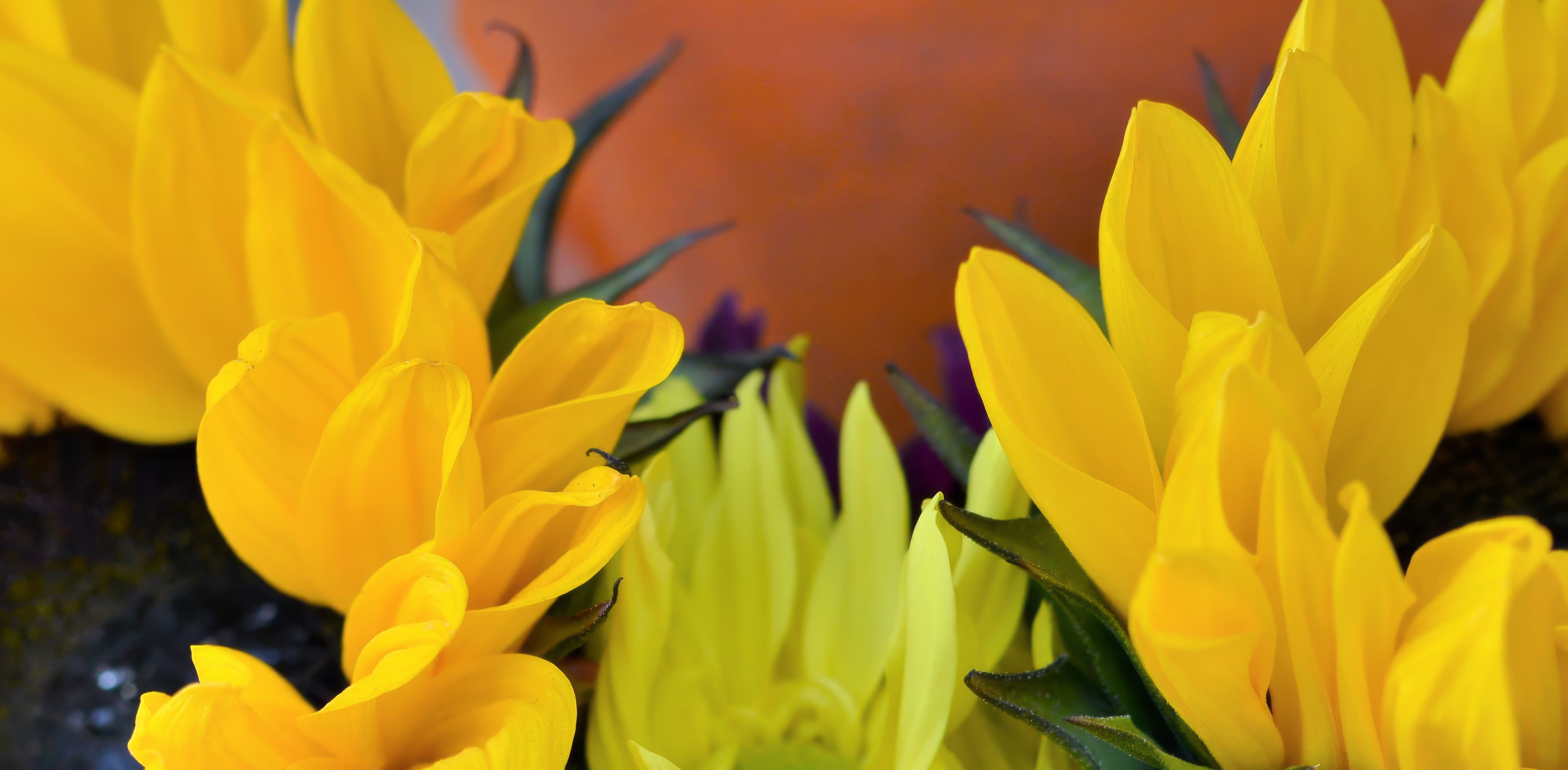 Lance Albers Flower Photography