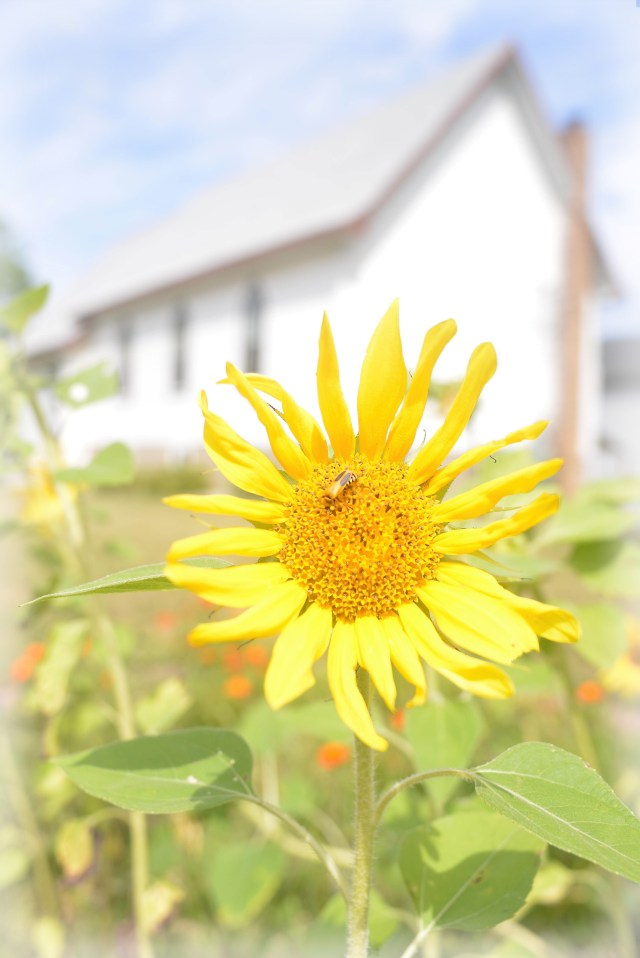 Sunflowers at a Church