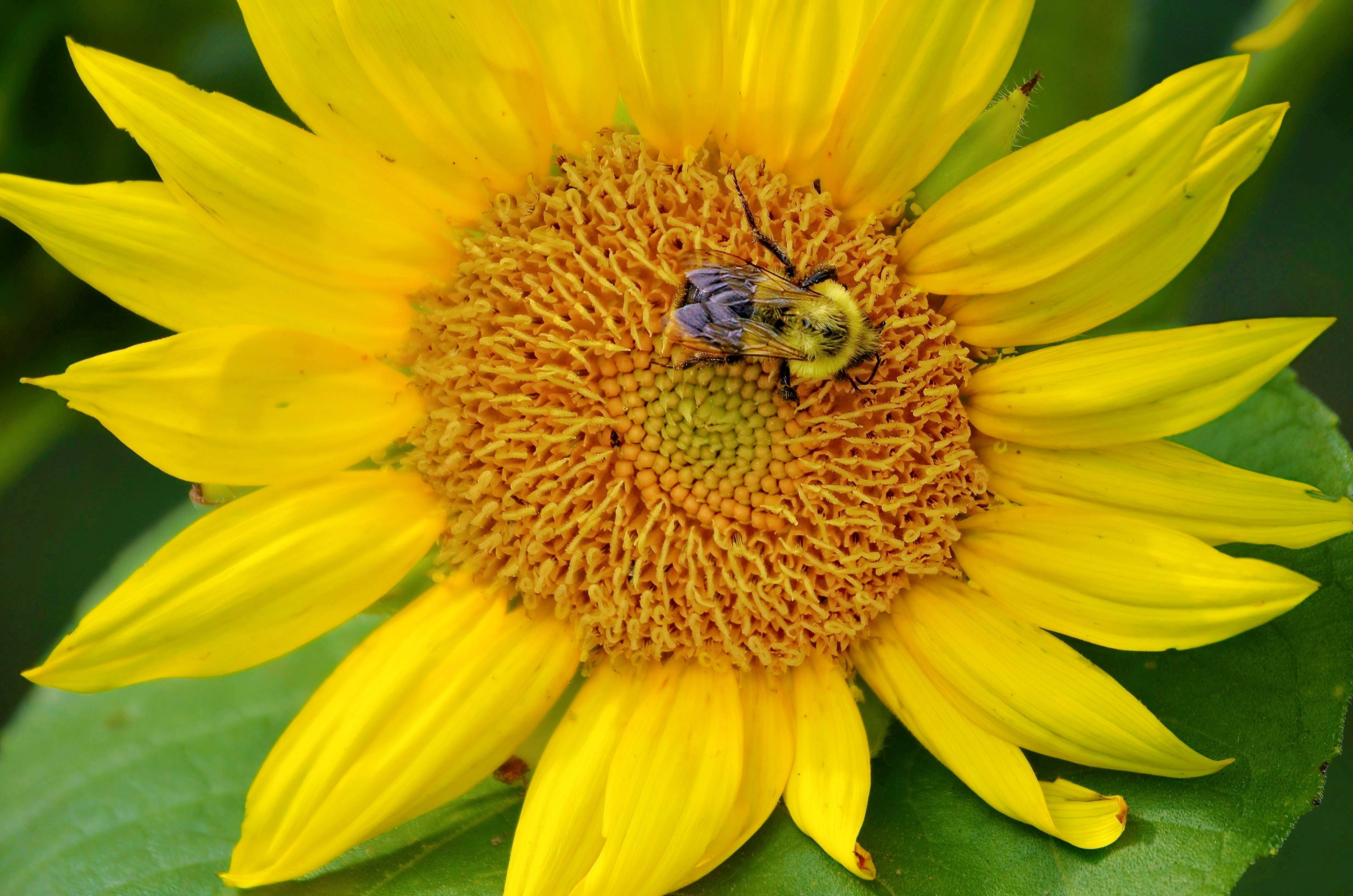 Lance Albers Flower Photography