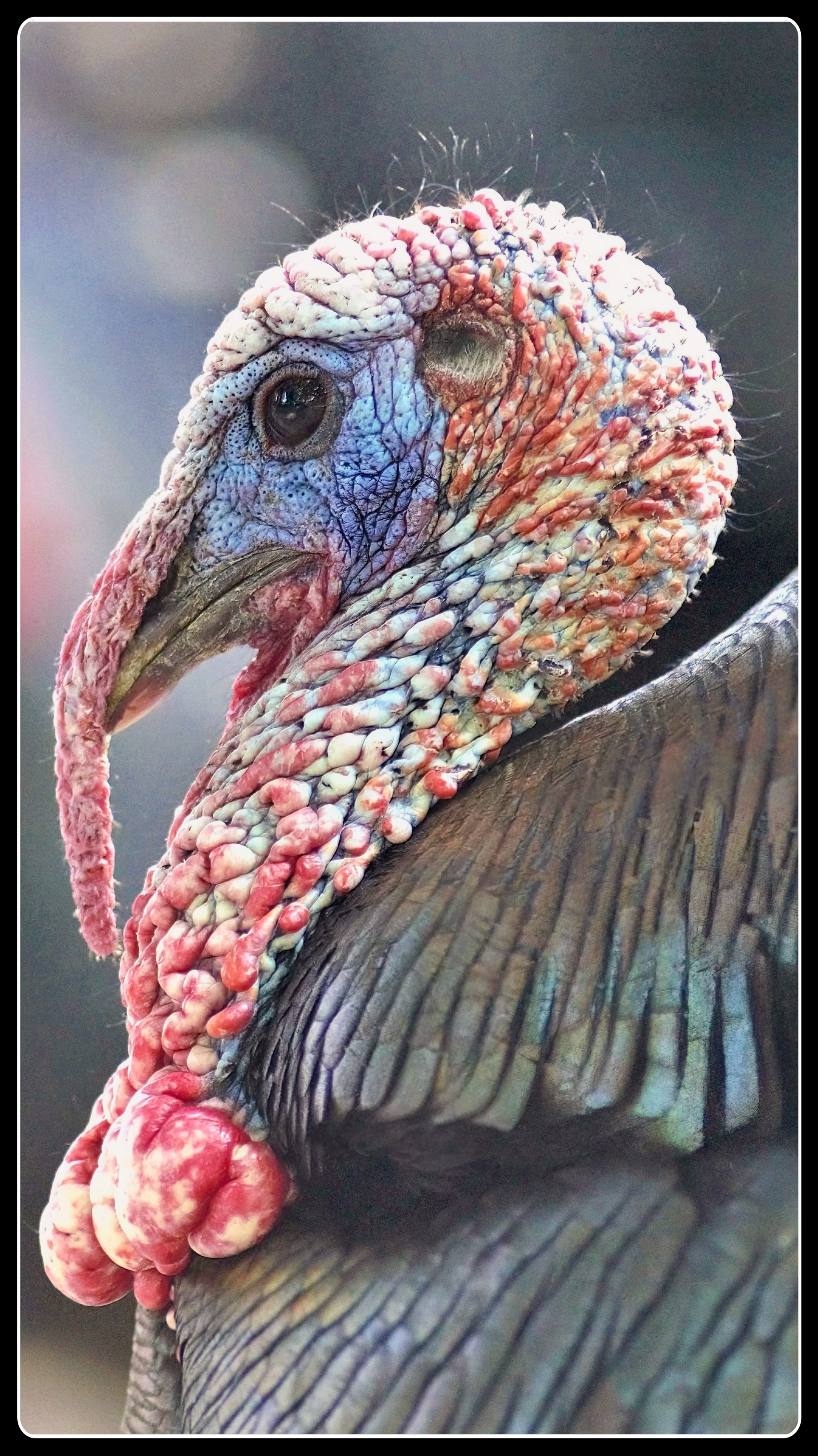 Wild Turkey Close Up (Photo by Lance Albers)