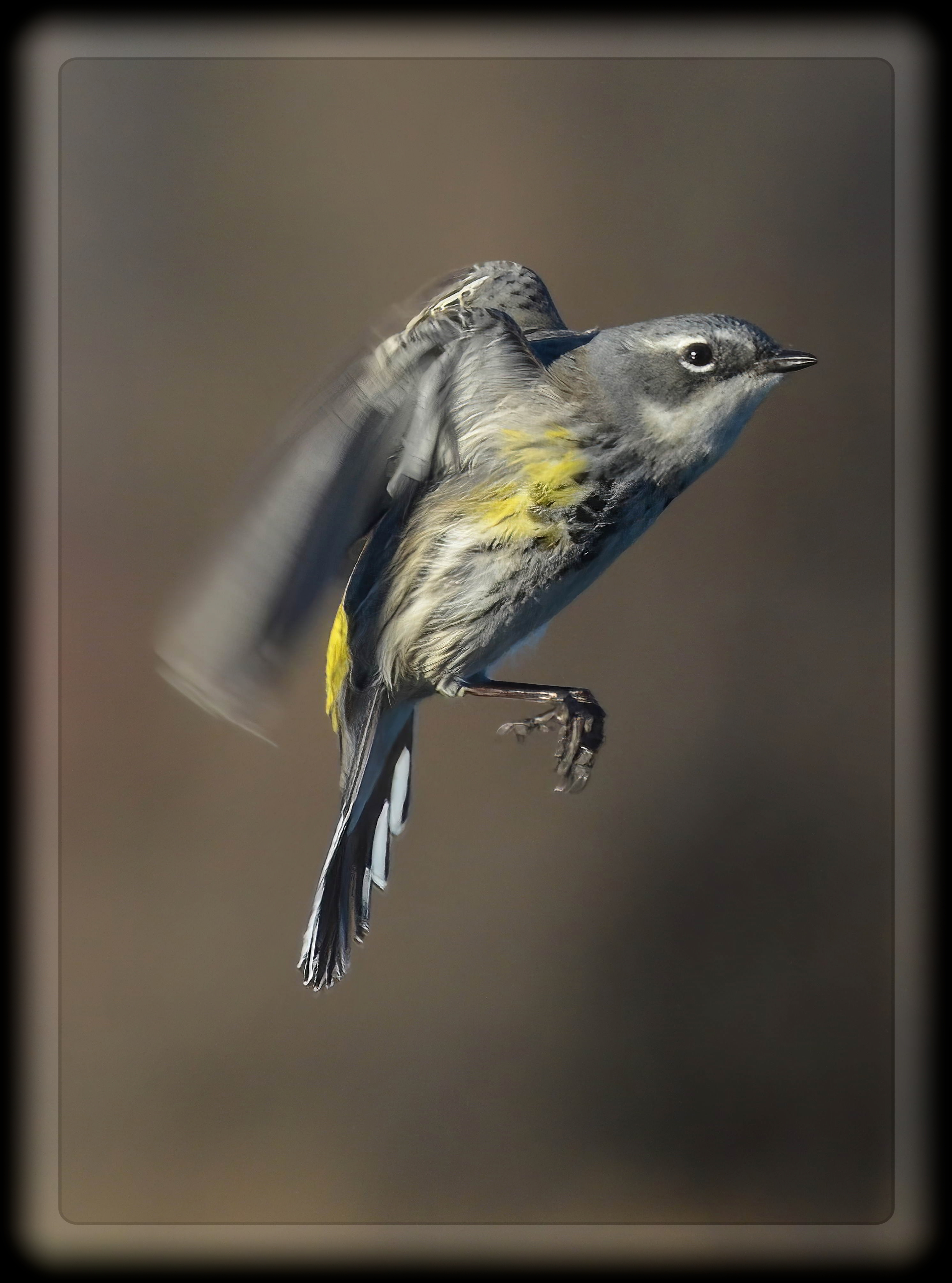 Winter Yellow-Rumped Warbler at Star Lake MN Lance Albers Photography