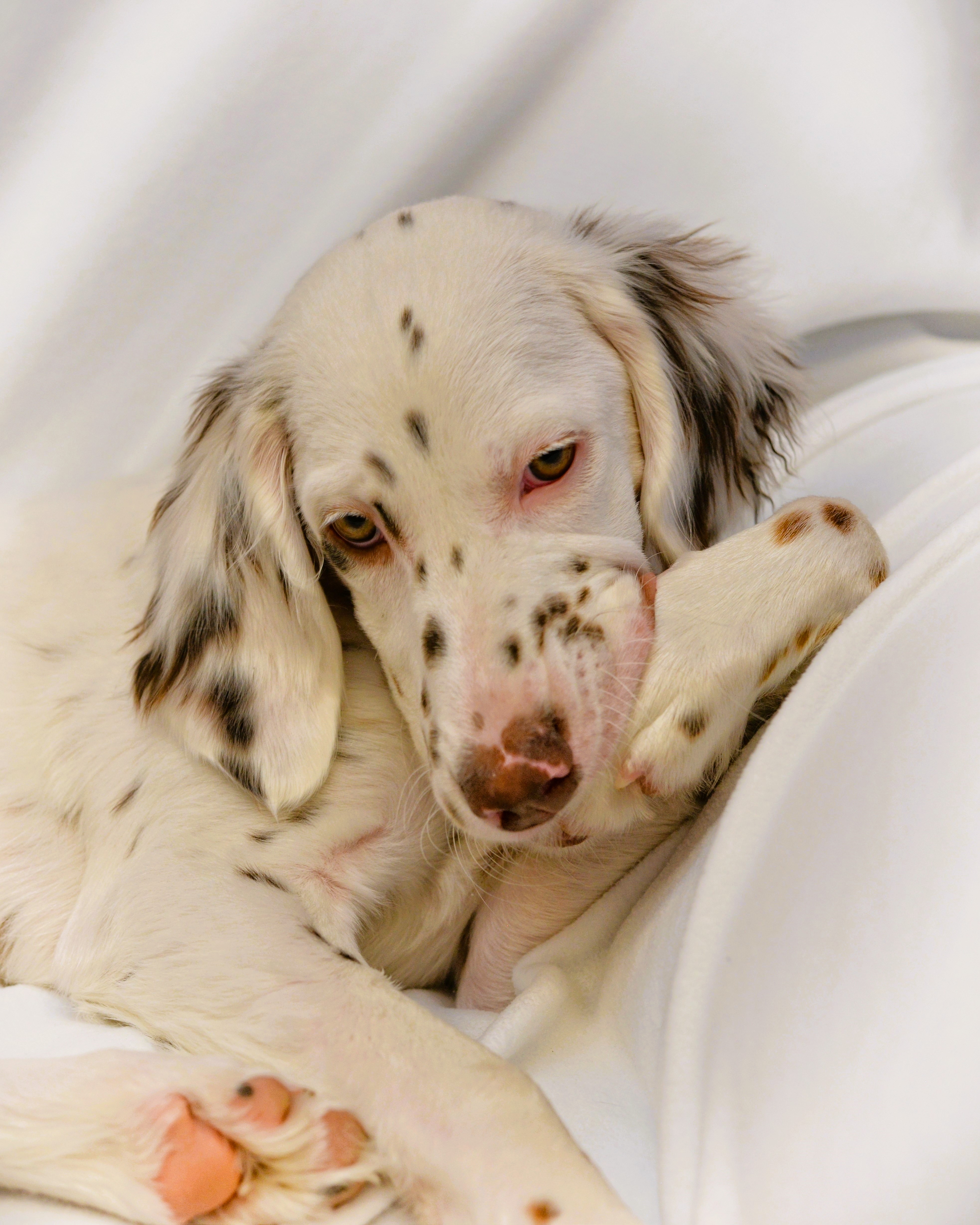 Llewellin Setter (Lance Albers Photography)