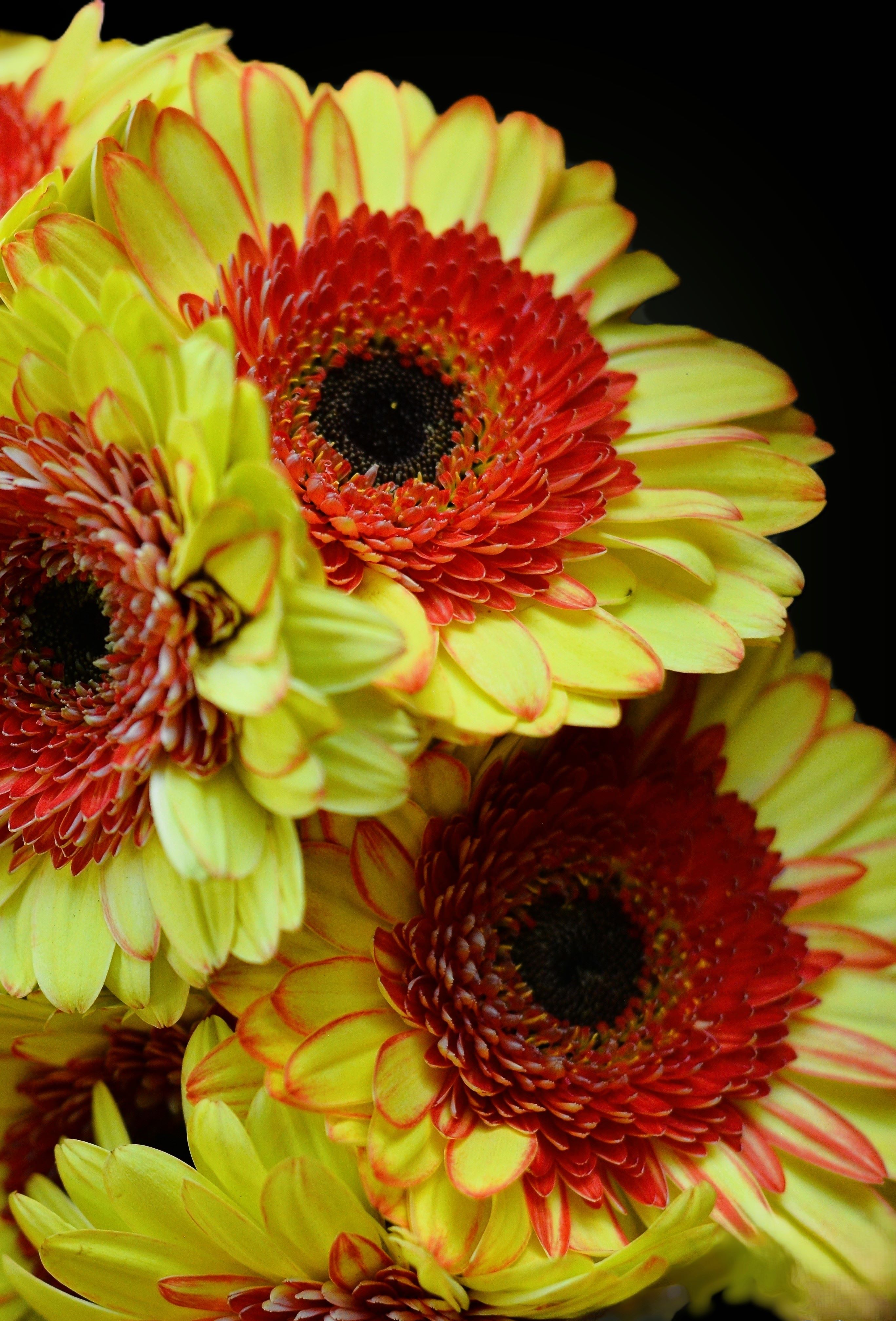 Flower Photography by Lance Albers