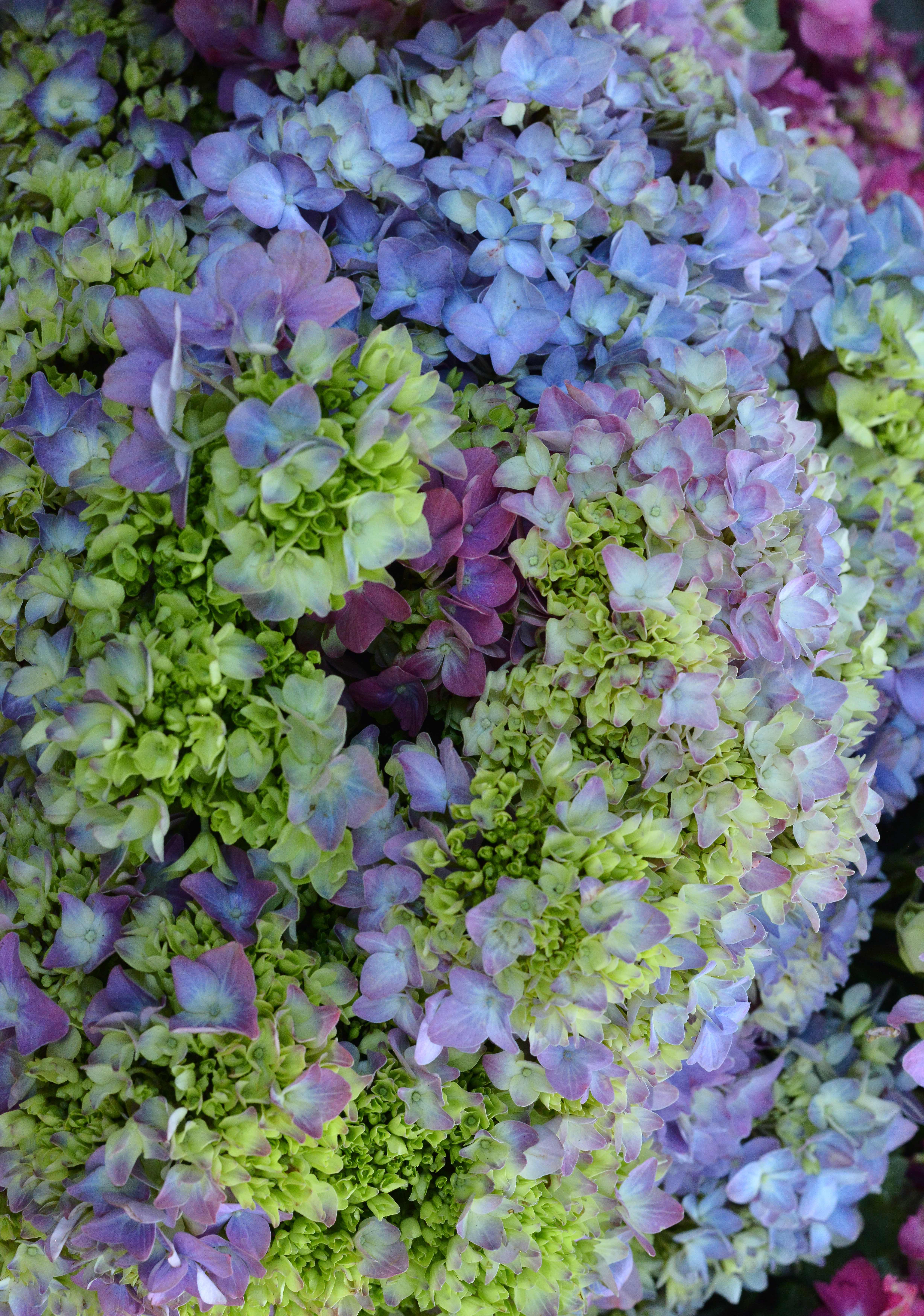 Lance Albers Photography of Flowers