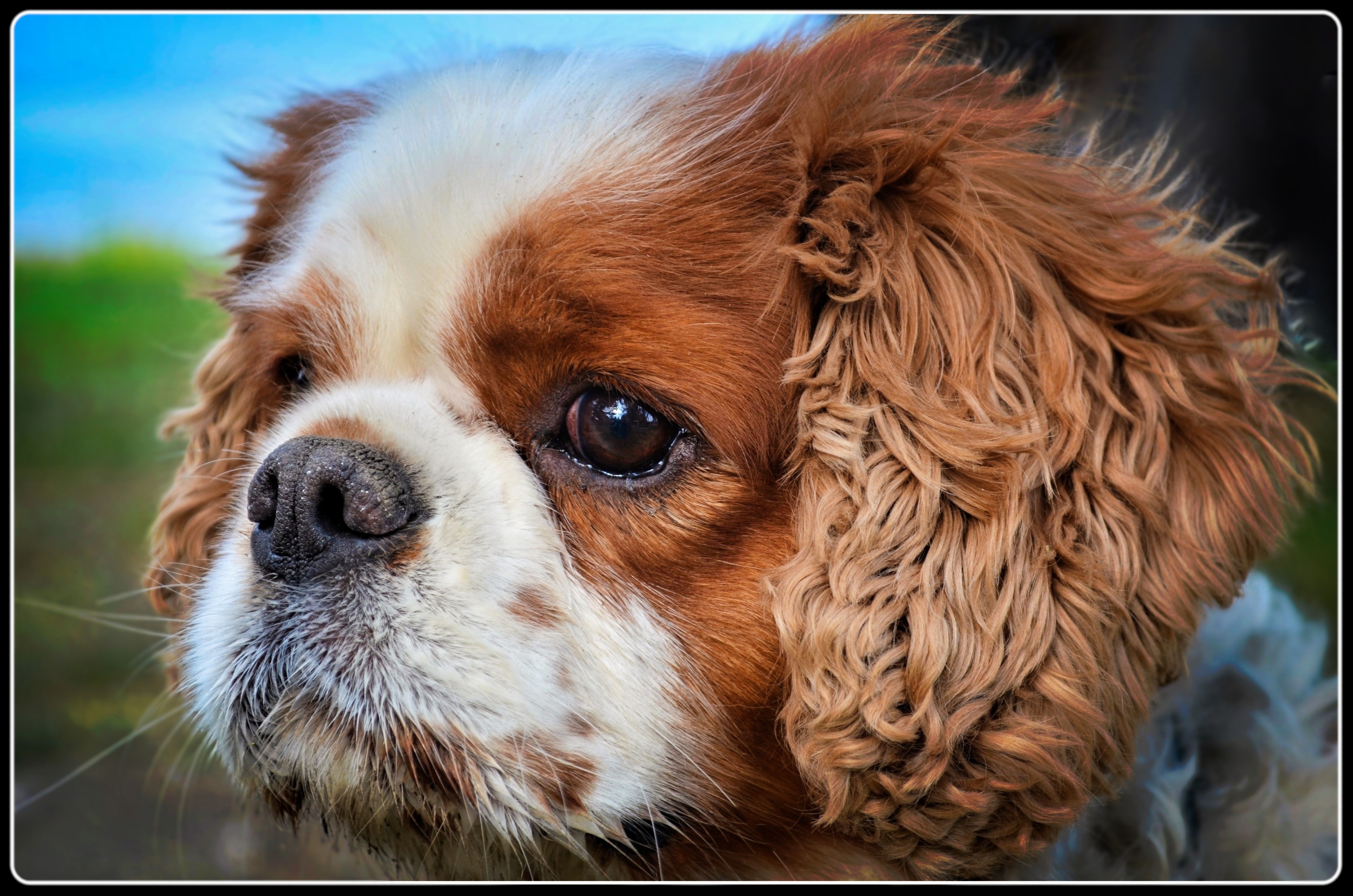 King Charles Spaniel Photo by Lance Albers