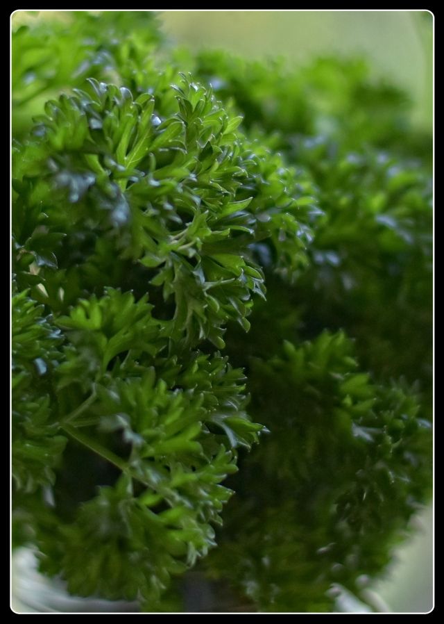 Fresh Parsley photograph by Lance Albers 