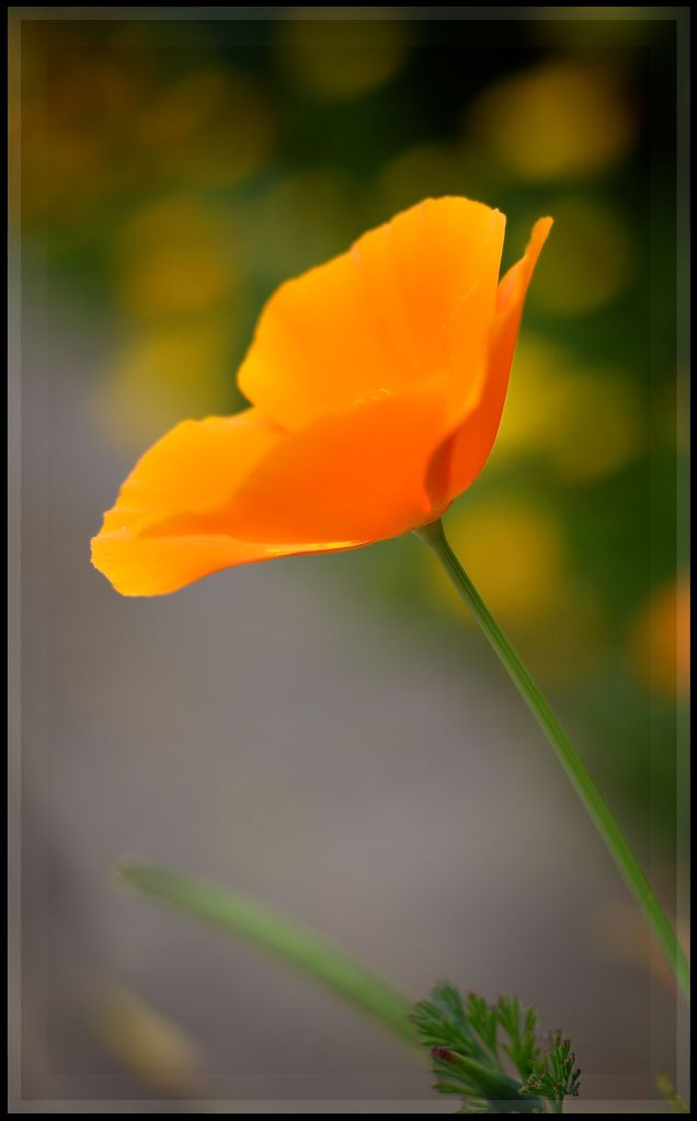 Lance Albers Photography Poppy Flower