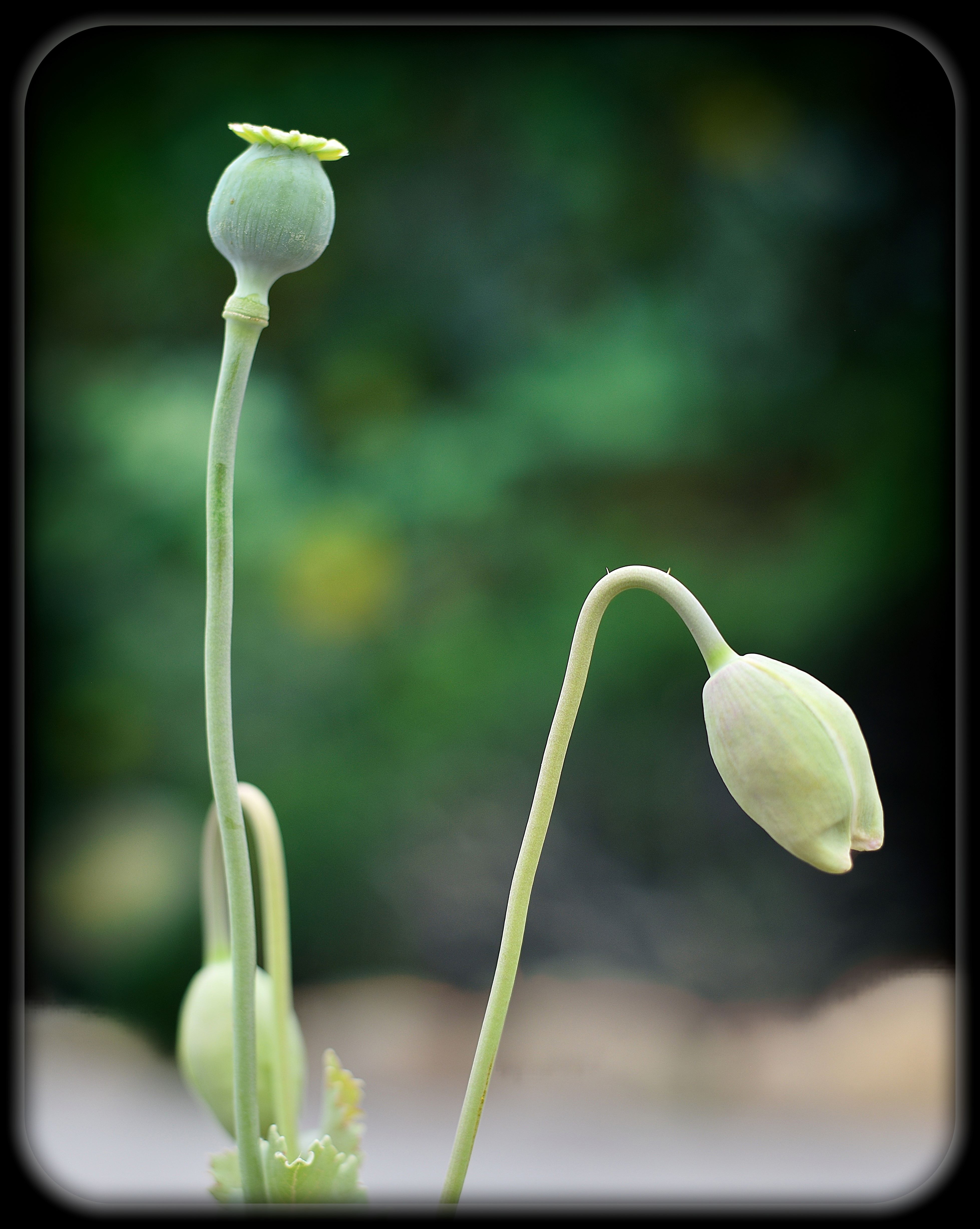 Poppies Sprouting By Lance Albers