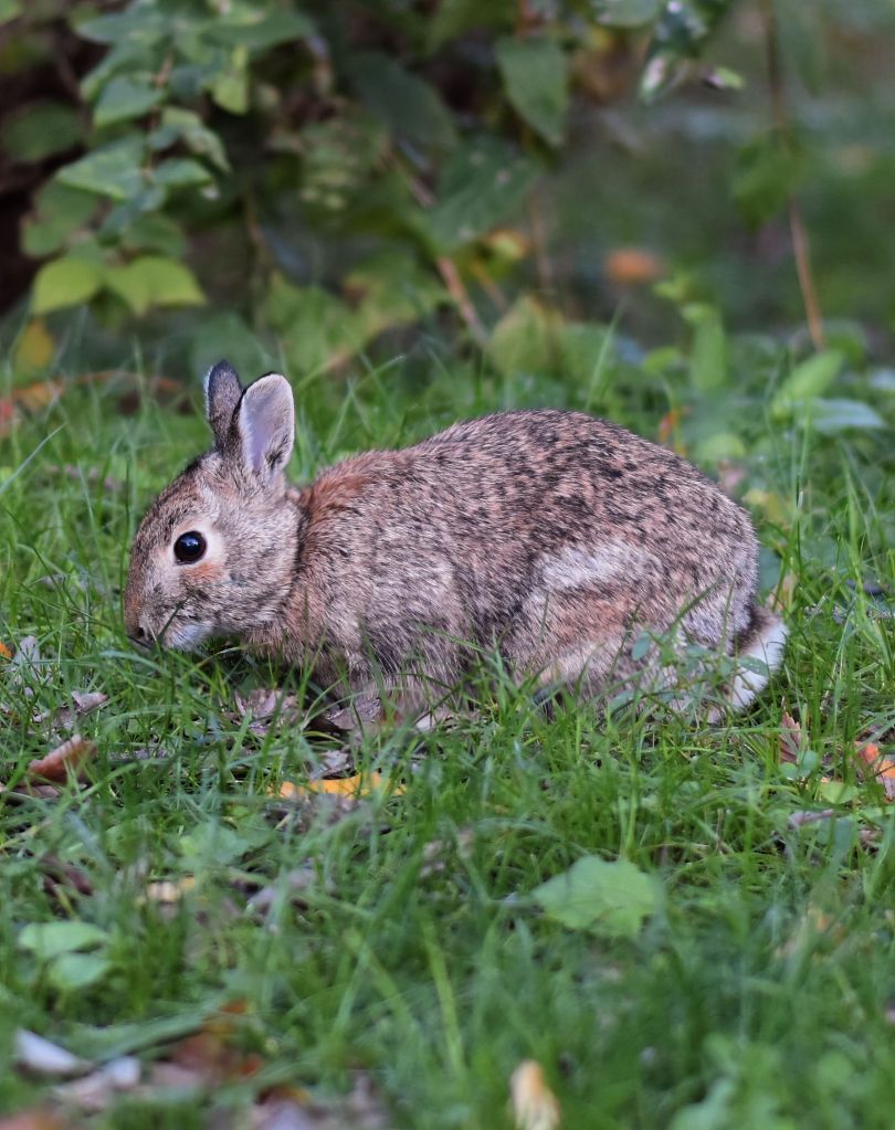 Photo of a rabbit in Fergus Falls, MN by Lance Albers