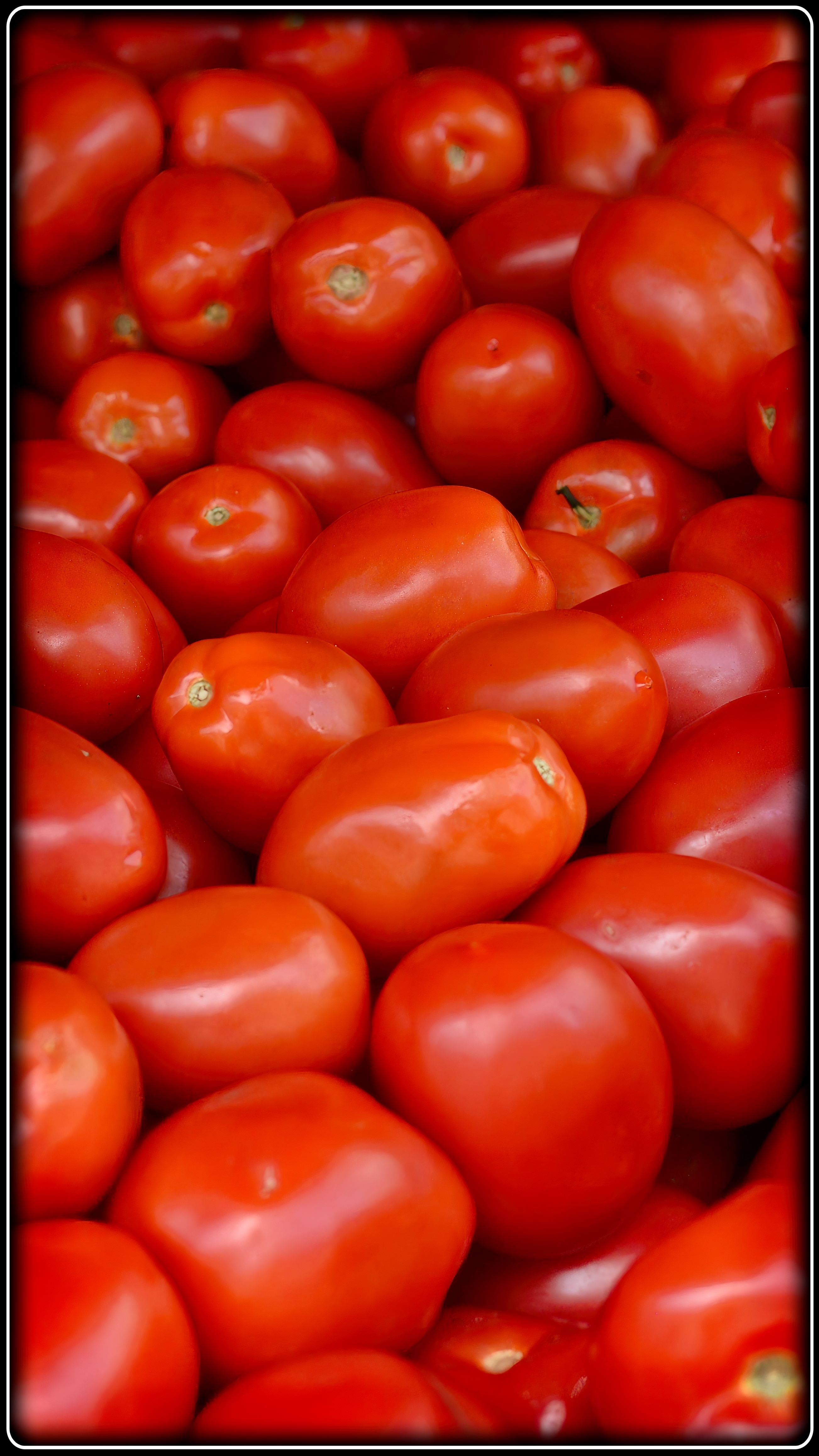 Roma Tomatoes photography by Lance Albers