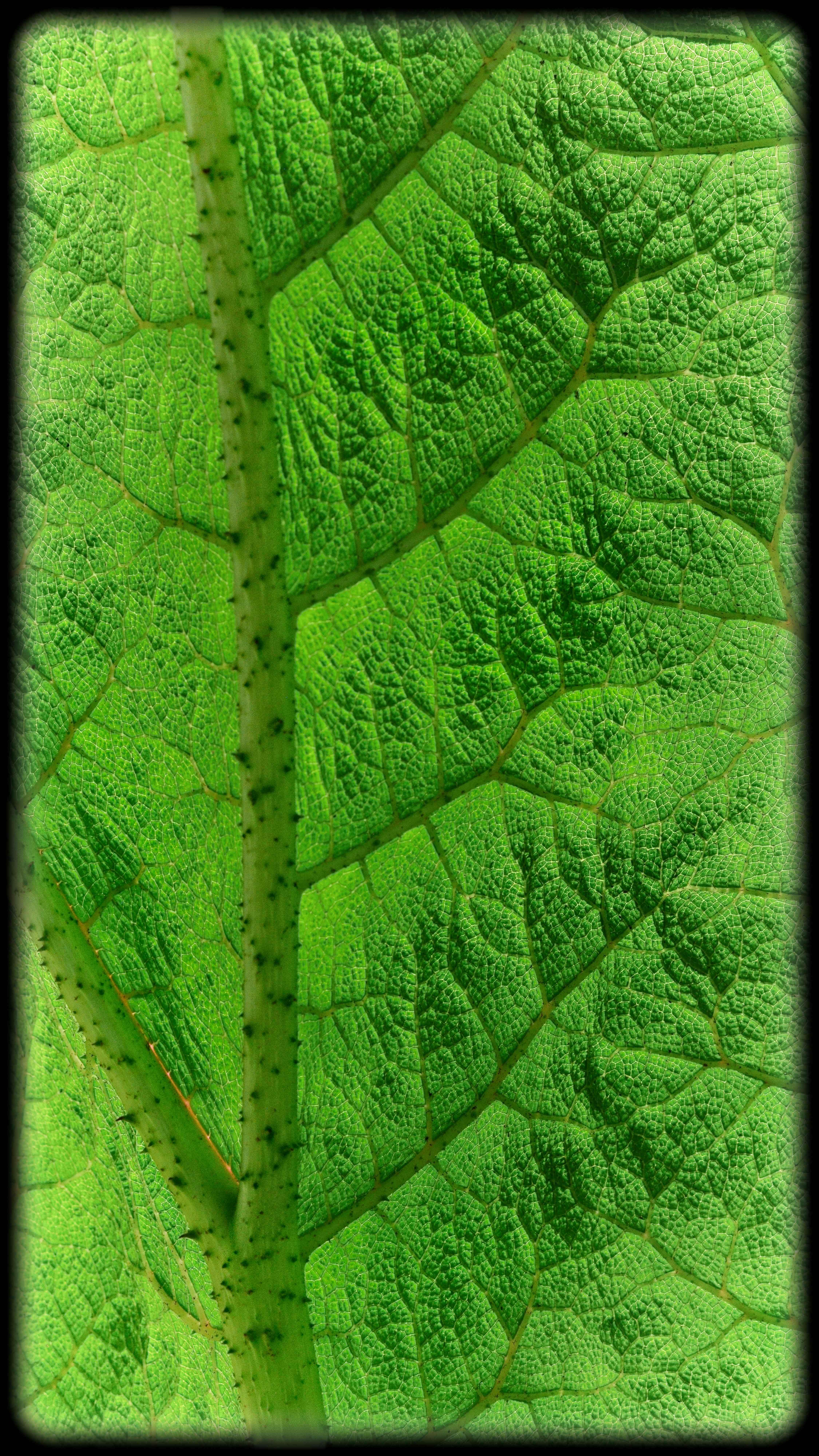 Leaf close up photography by Lance Albers