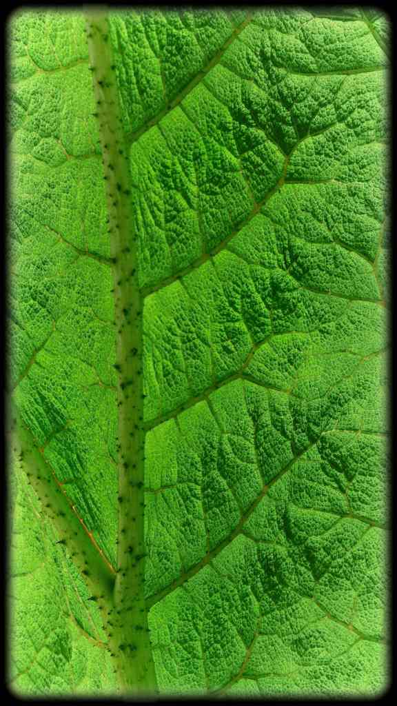 Leaf close up photography by Lance Albers