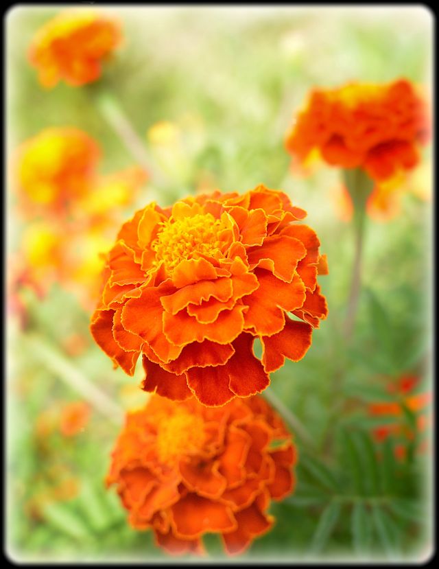 Marigolds by Lance Albers Photography