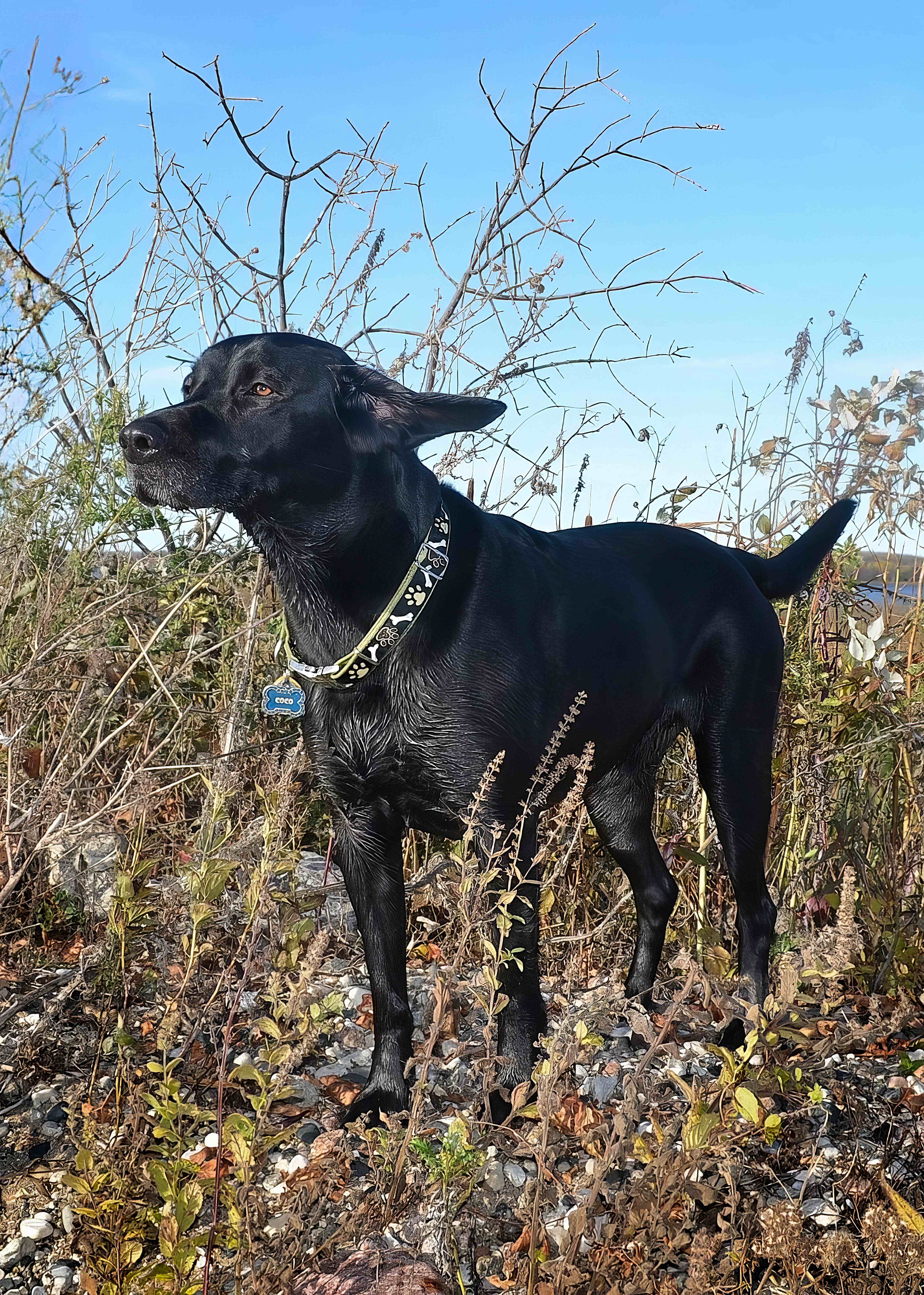 Black Labrador Retriever (Lance Albers Photography)