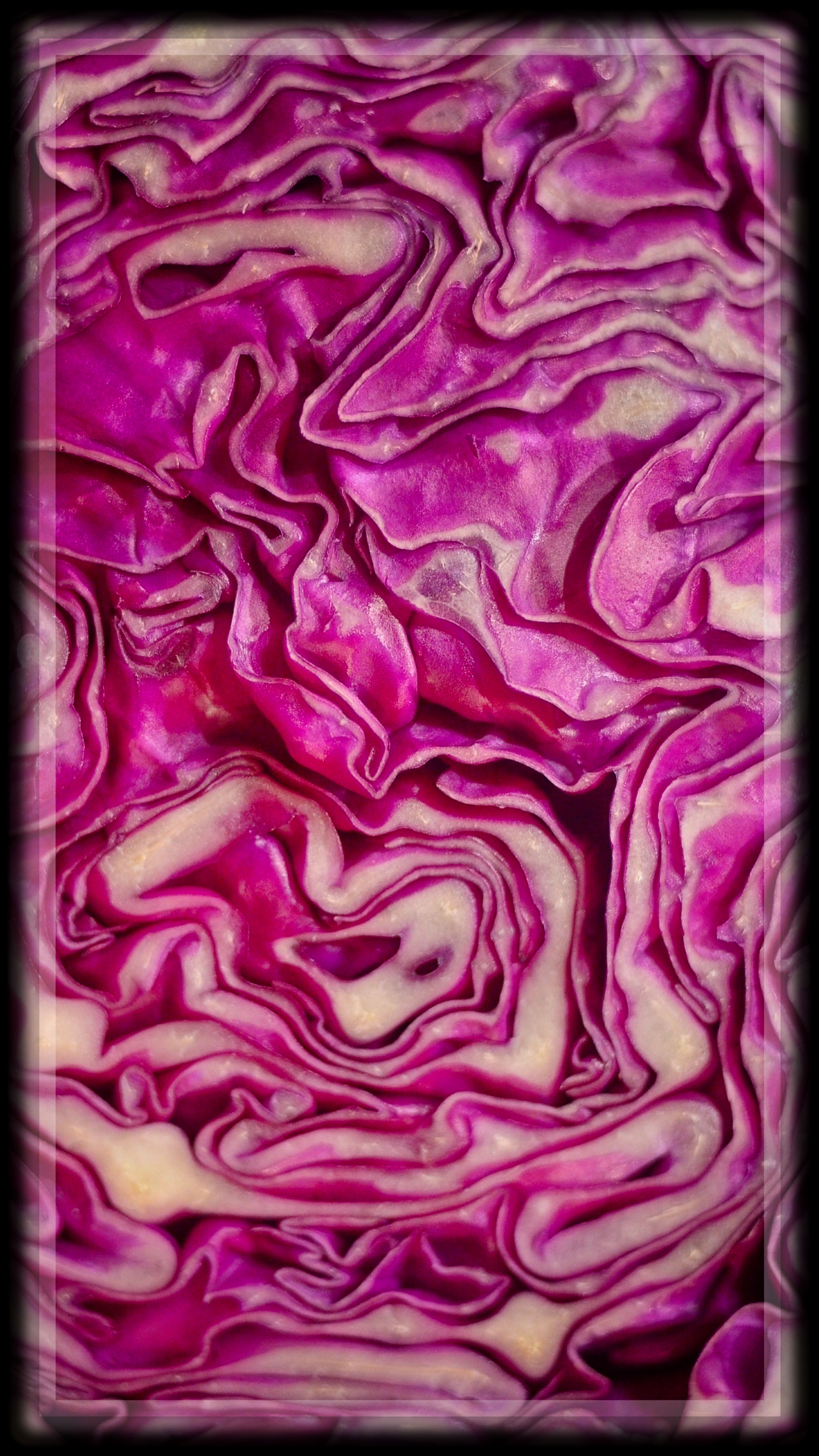 Red Cabbage by Lance Albers Photography