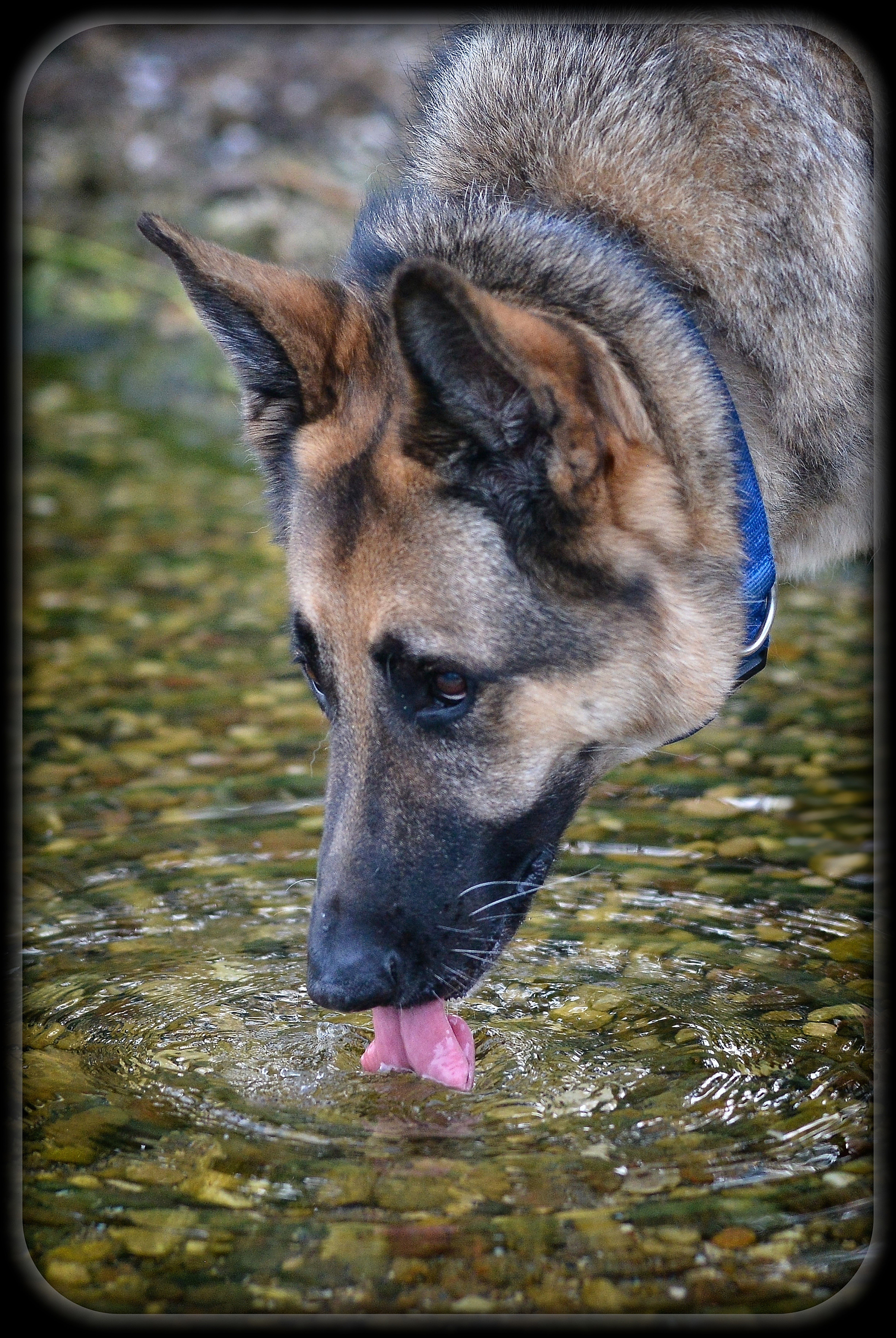 German Shepherd Drinking Water From a Lake (Lance Albers Photograohy)