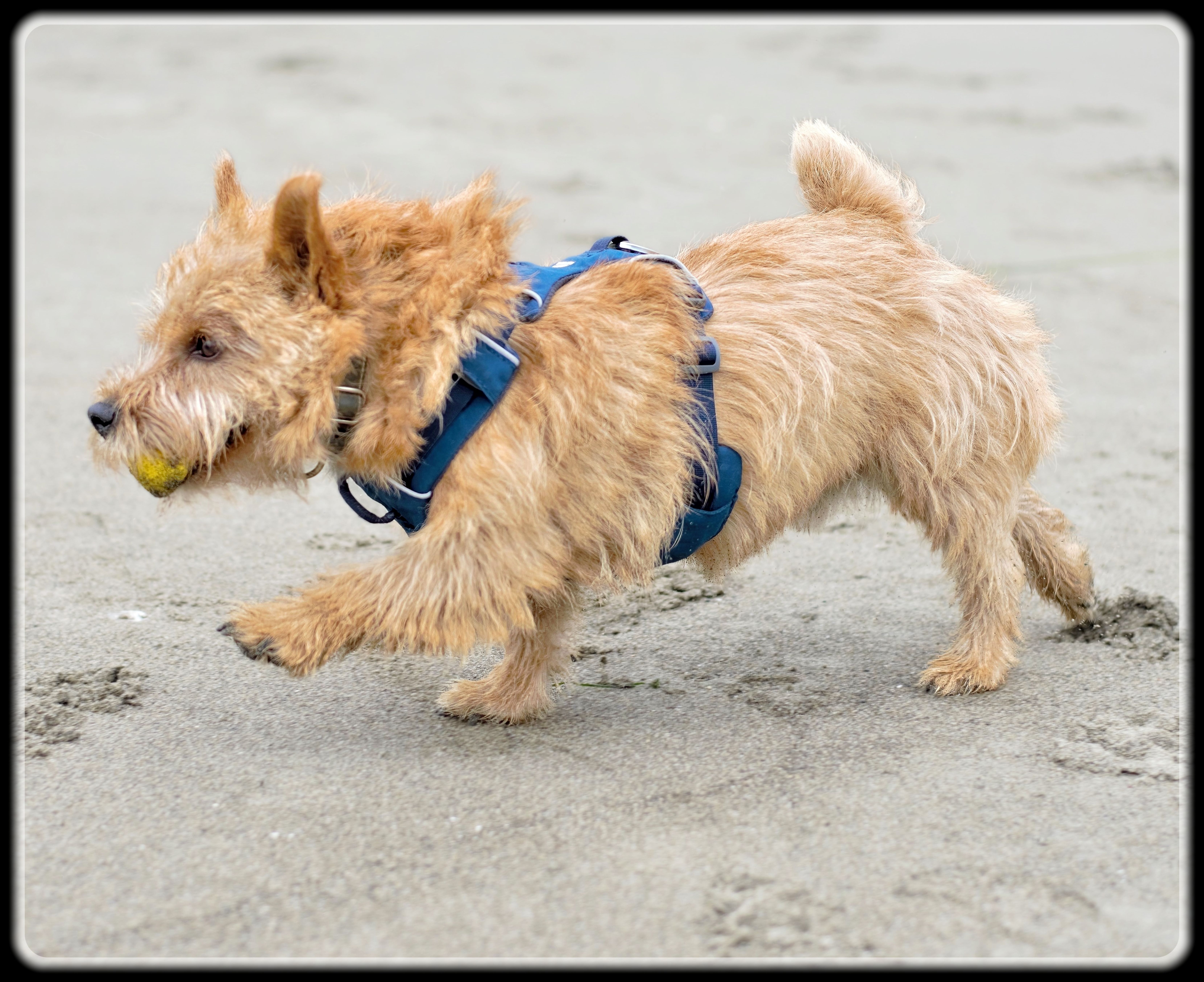 Norwich Terrier (Photo by Lance Albers)