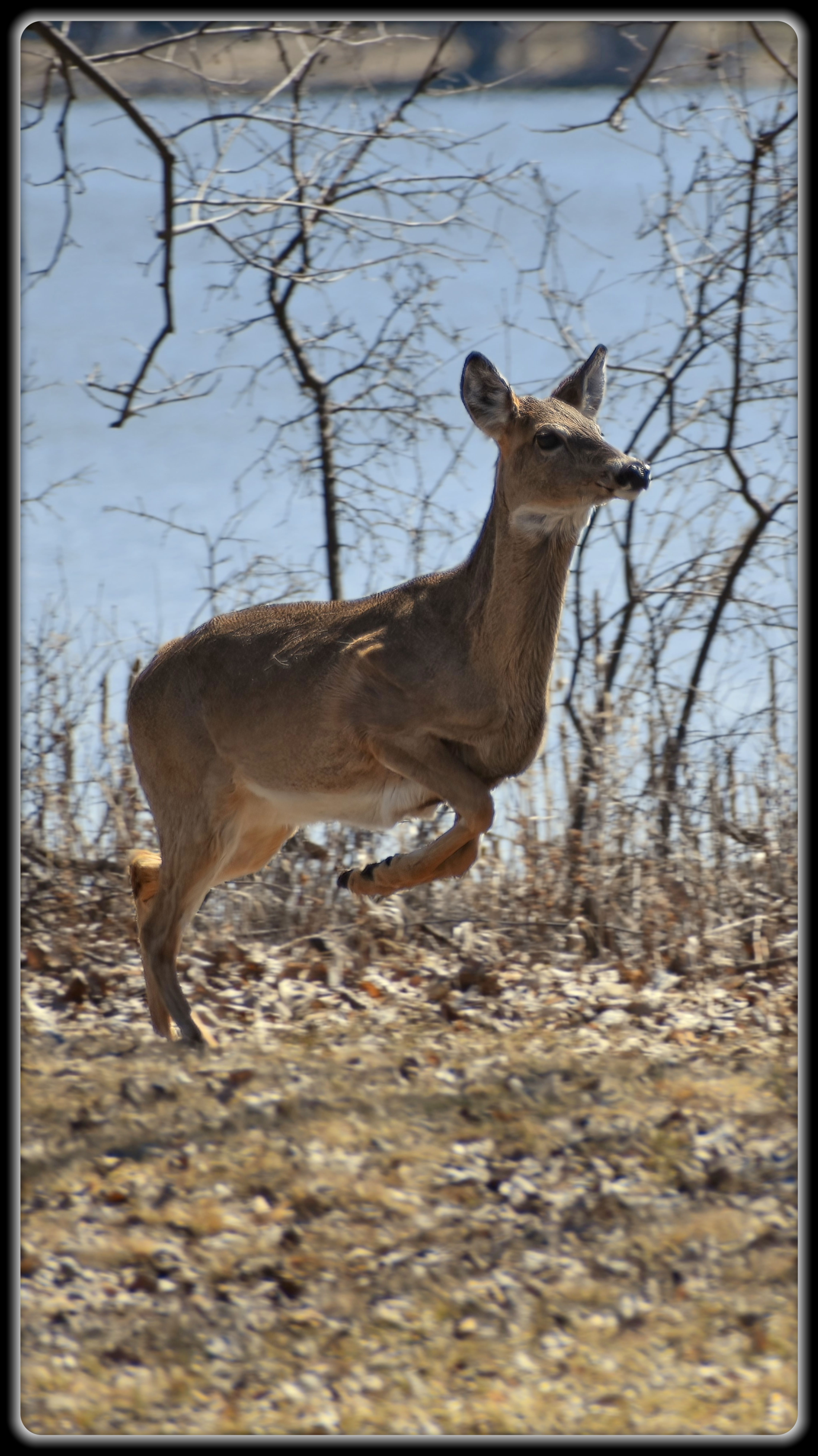 Deer Running in Otter Tail County (Lance Albers Photography)