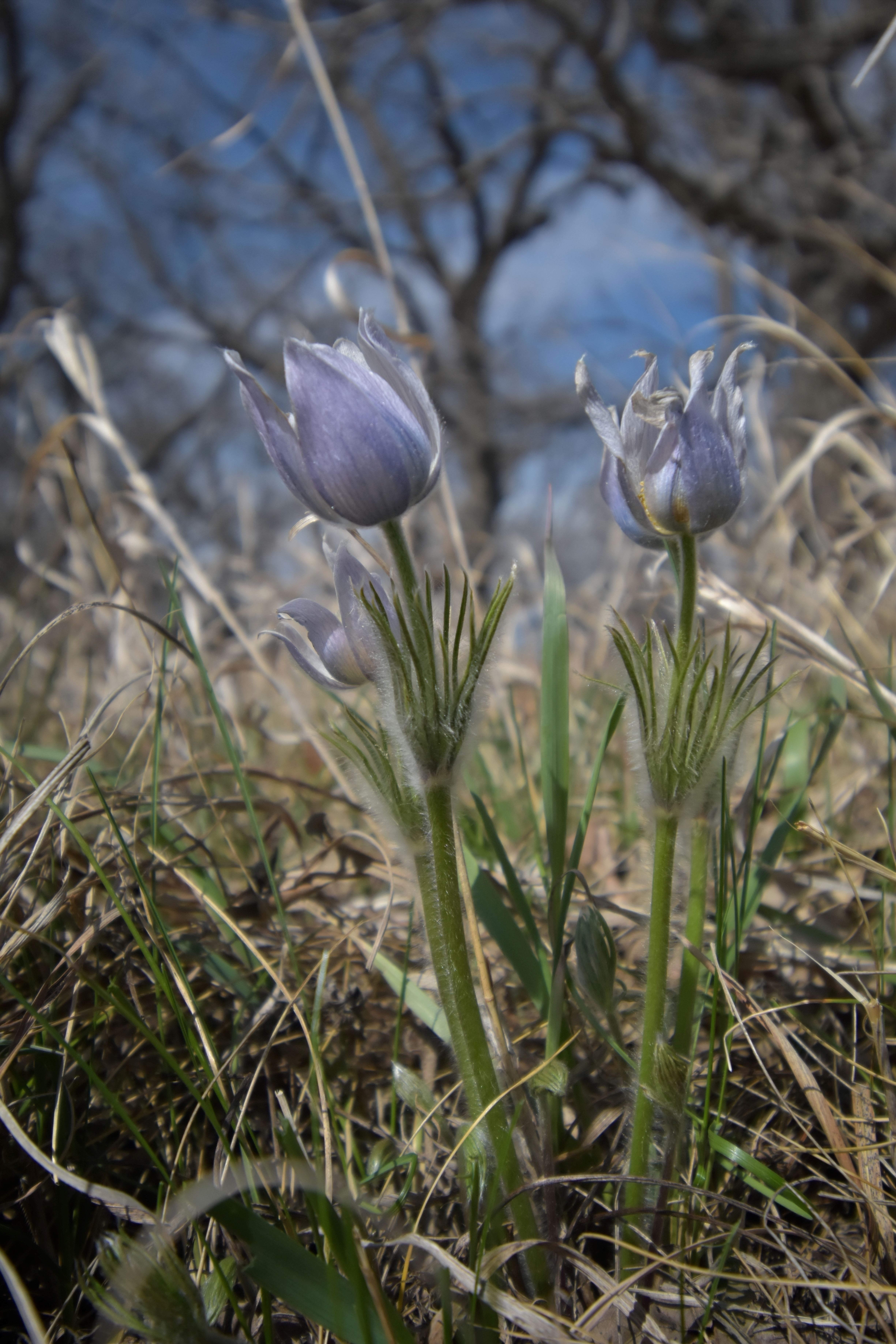 Pasque Prairie Flowers at Glendalough State Park (Lance Albers Photography)