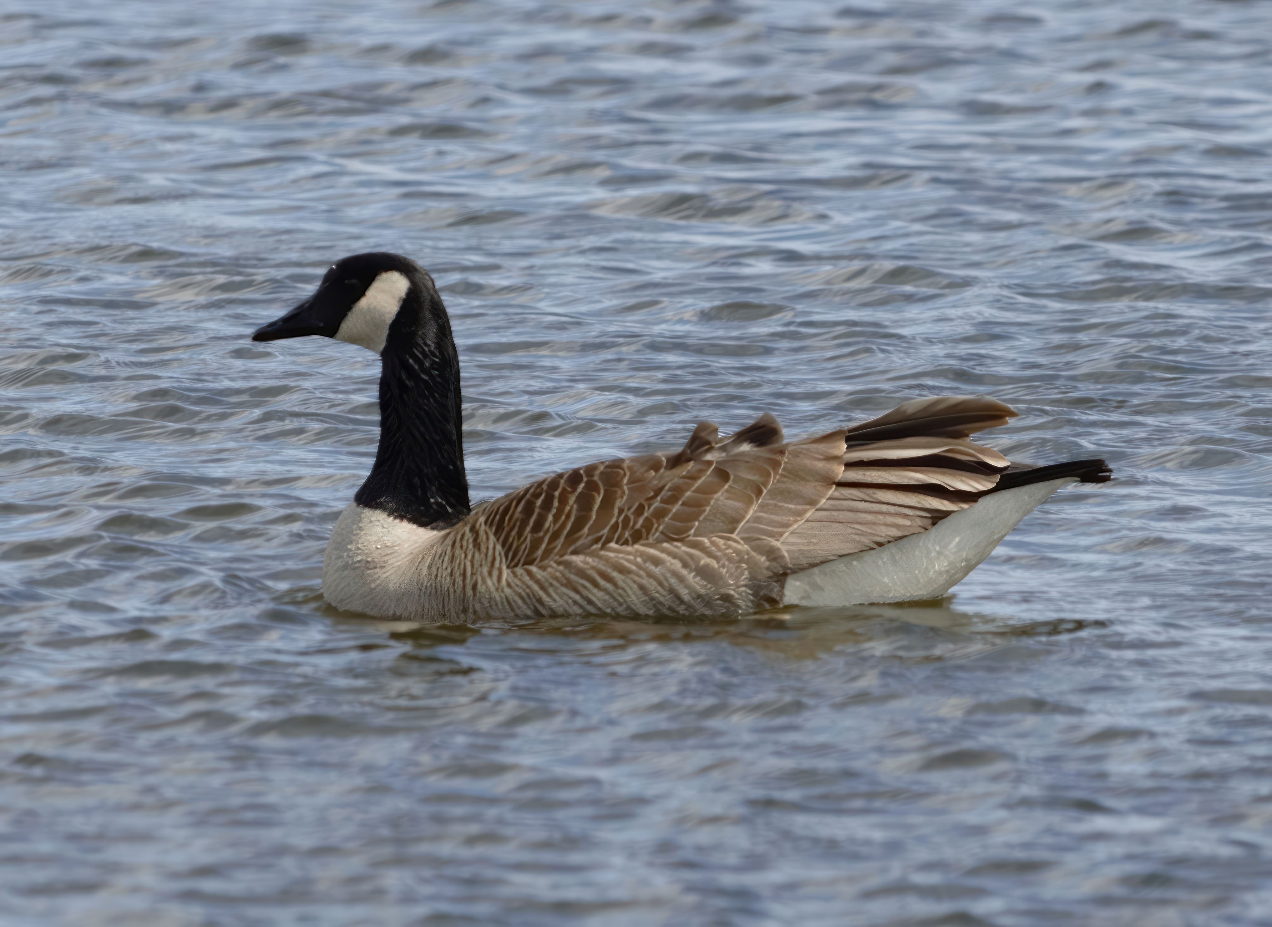 Goose at the Prairie Wetlands Learning Center