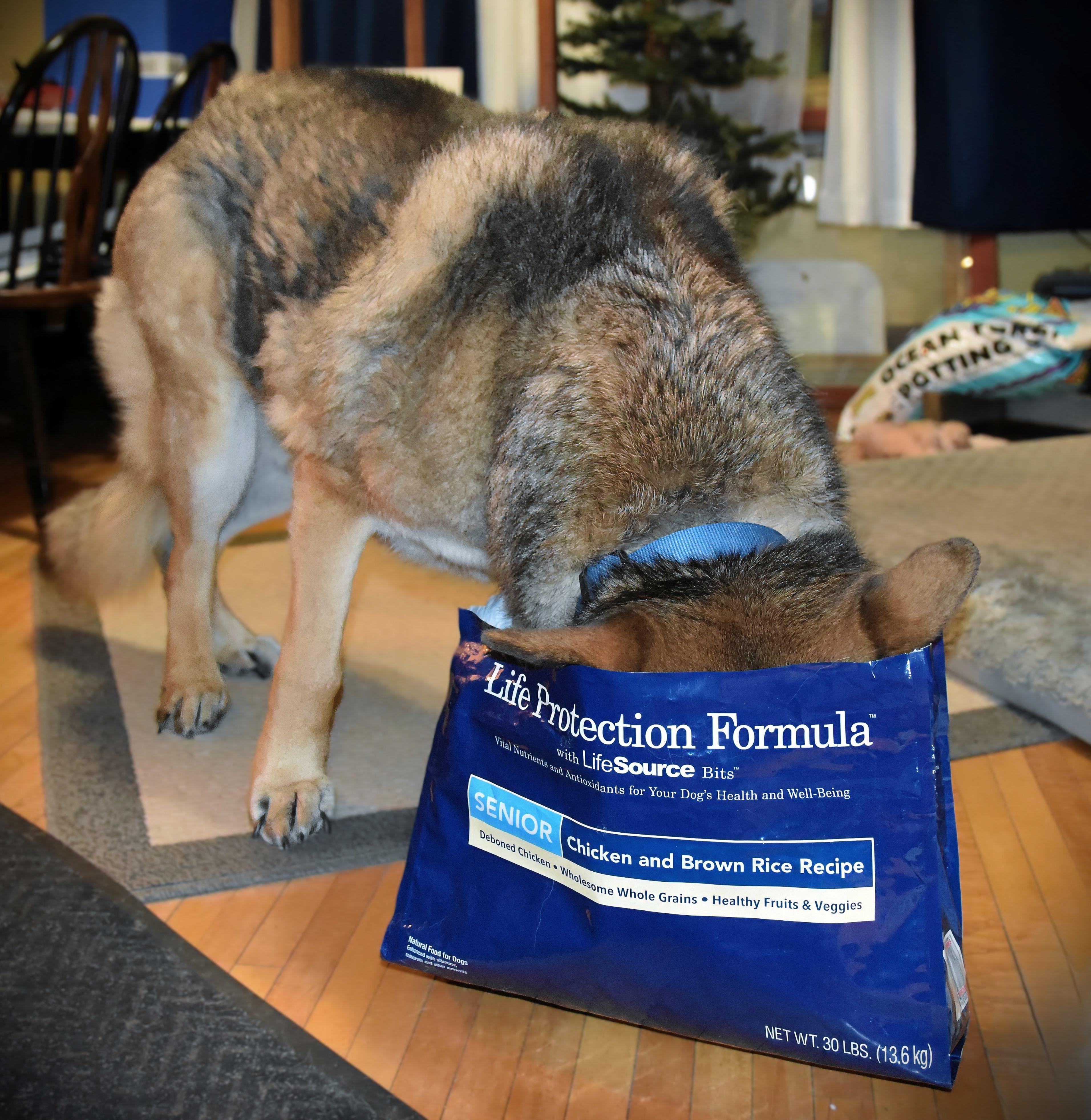 Lance Albers takes a photo of Jax cleaning out the dog food bag