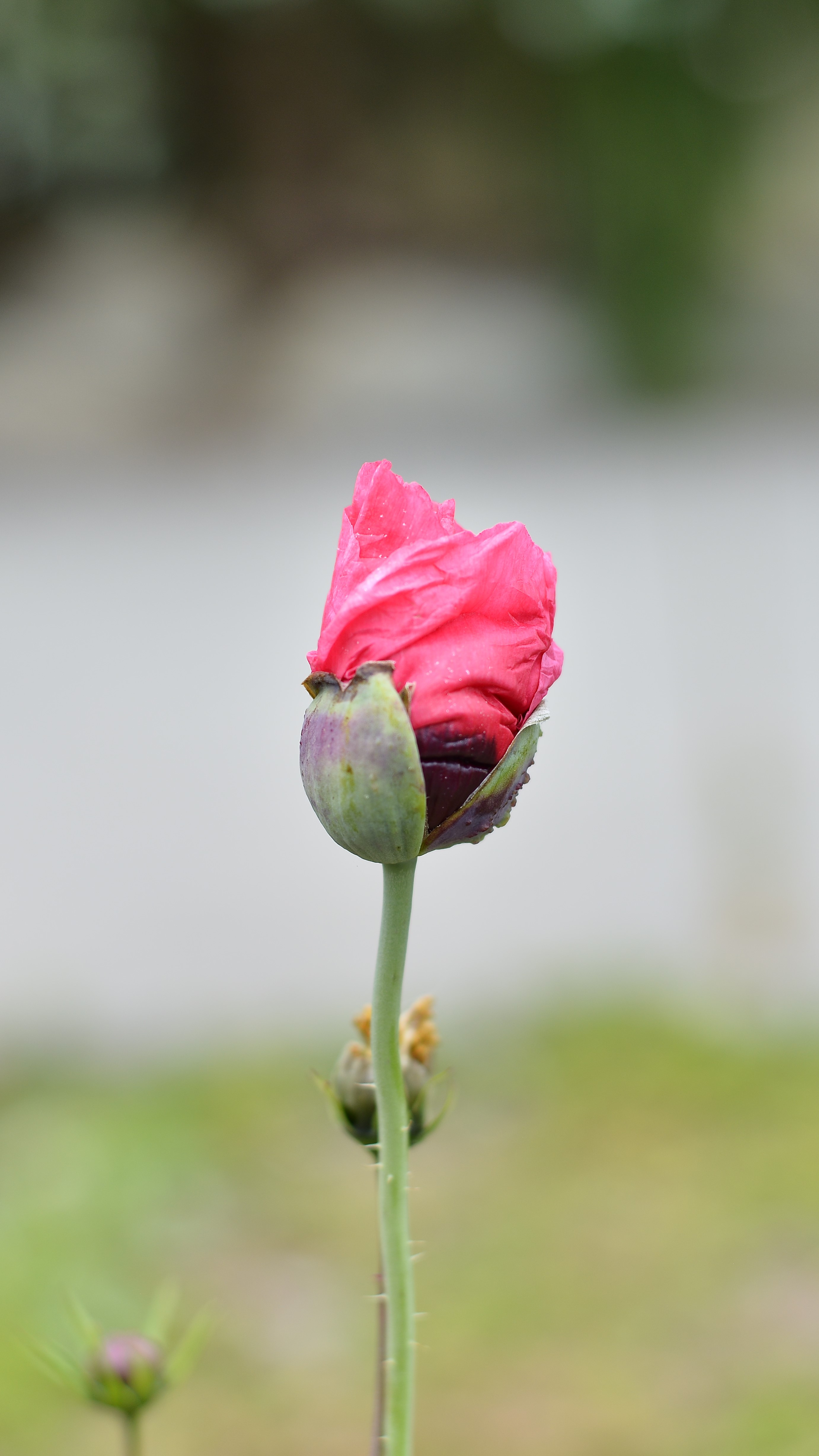 Lance Albers Photography