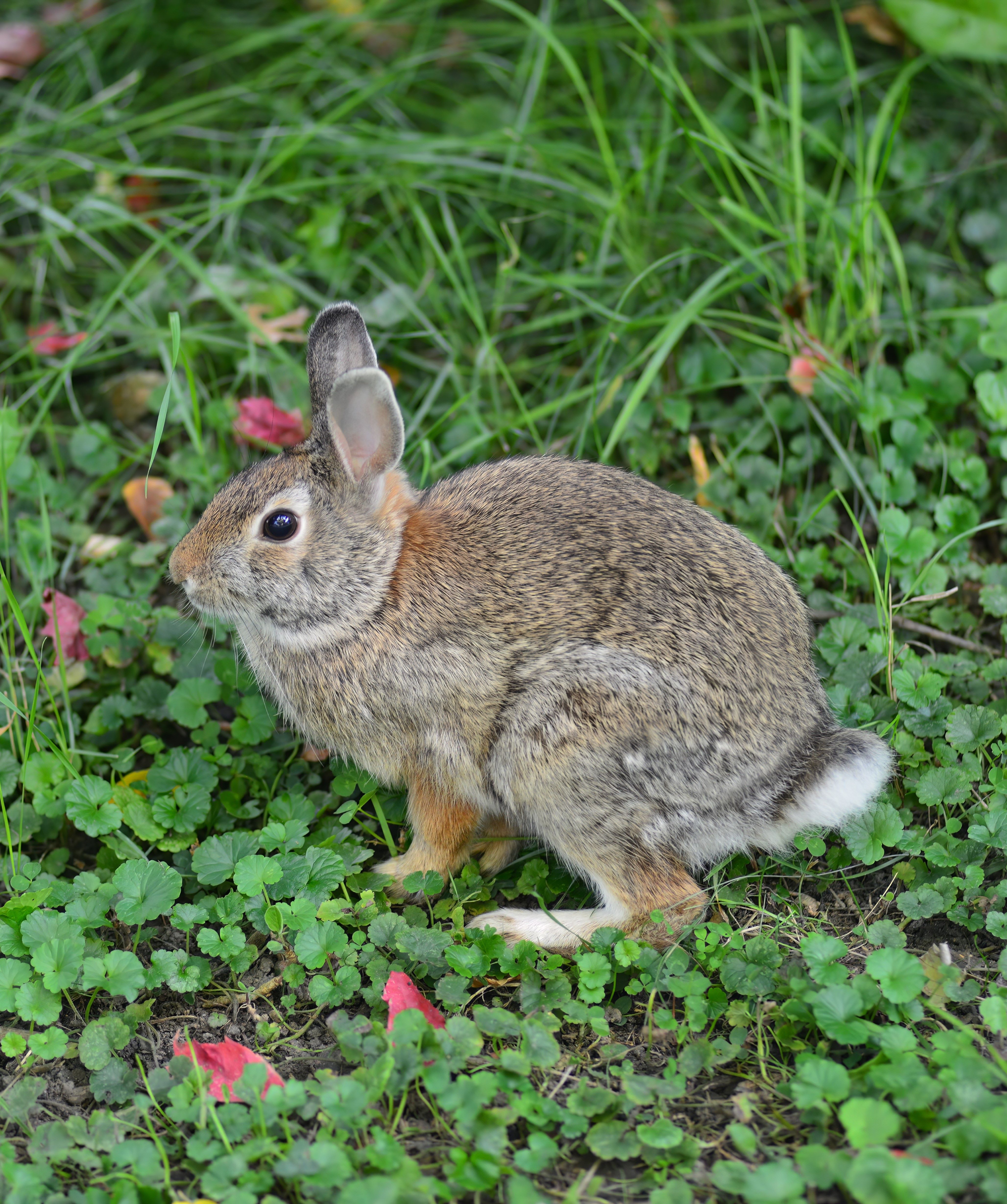 Fergus Falls, Mn Photography (little rabbits) by Lance Albers