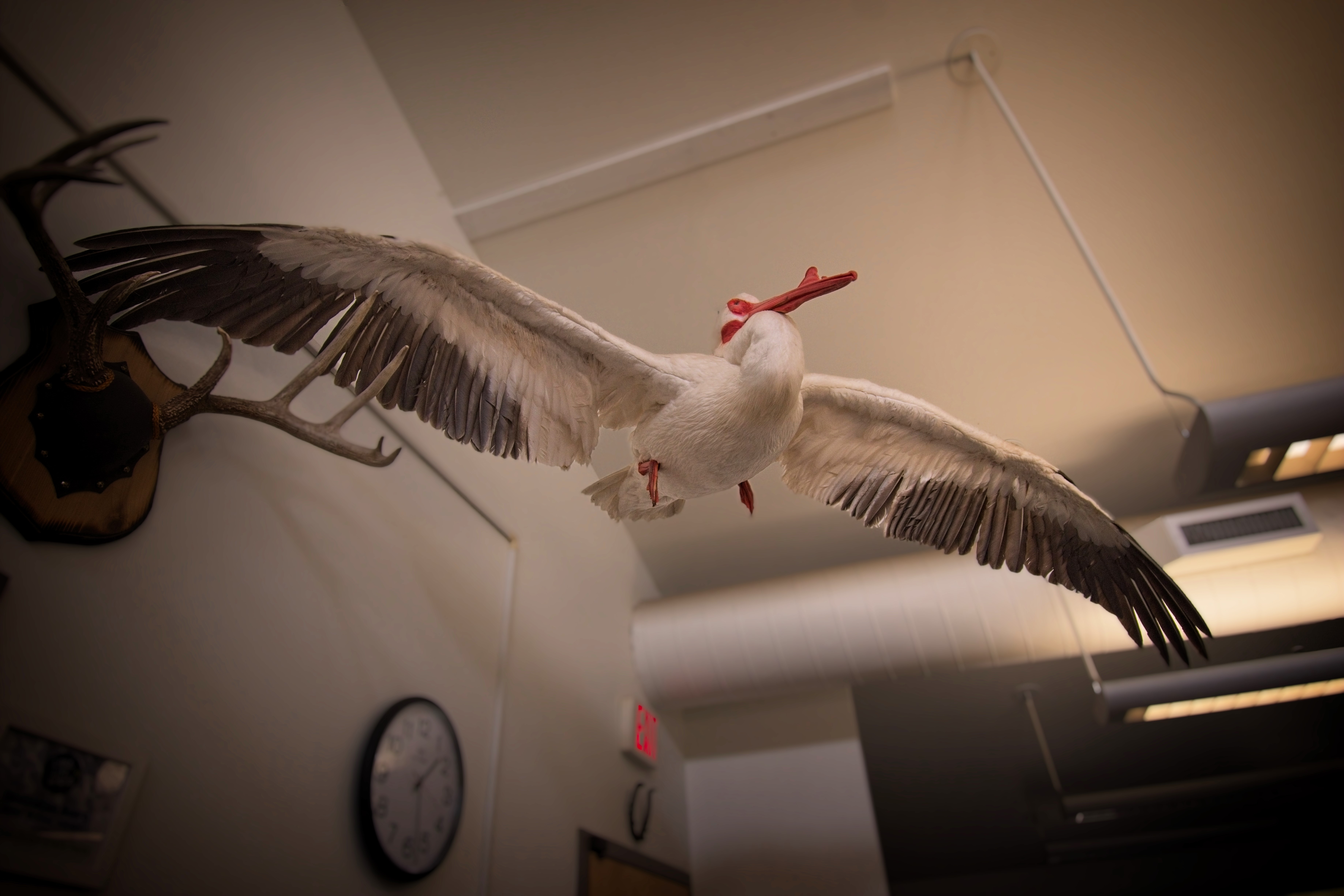 Taxidermy Display at Glendalough State Park, MInnesota
