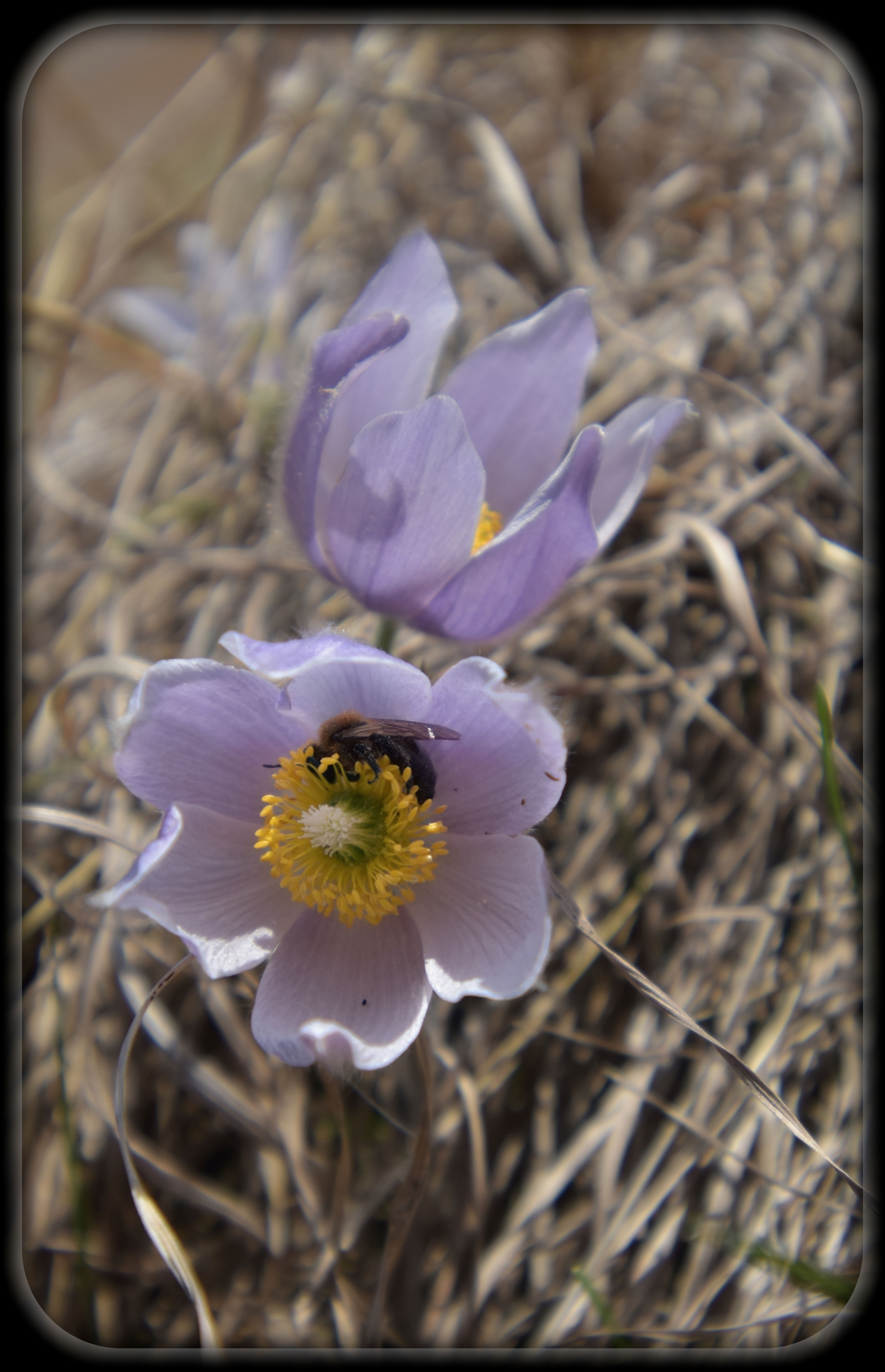 Wildflowers at Glendalough State Park (Lance Albers Photography)