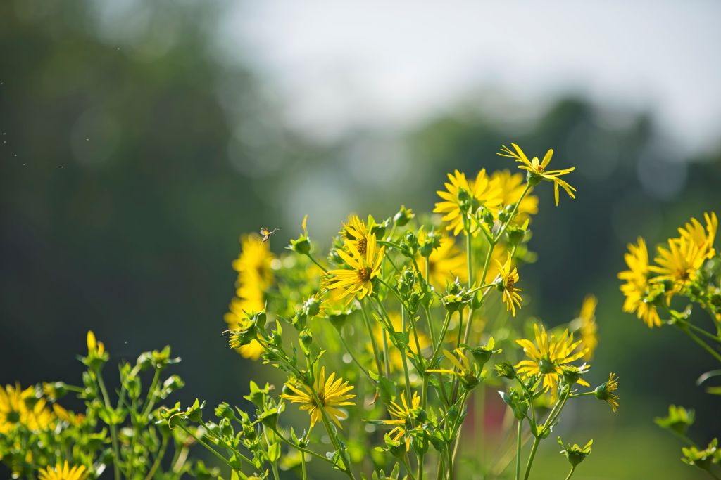 Lance Albers Nature Photography in Otter Tail County Minnesota