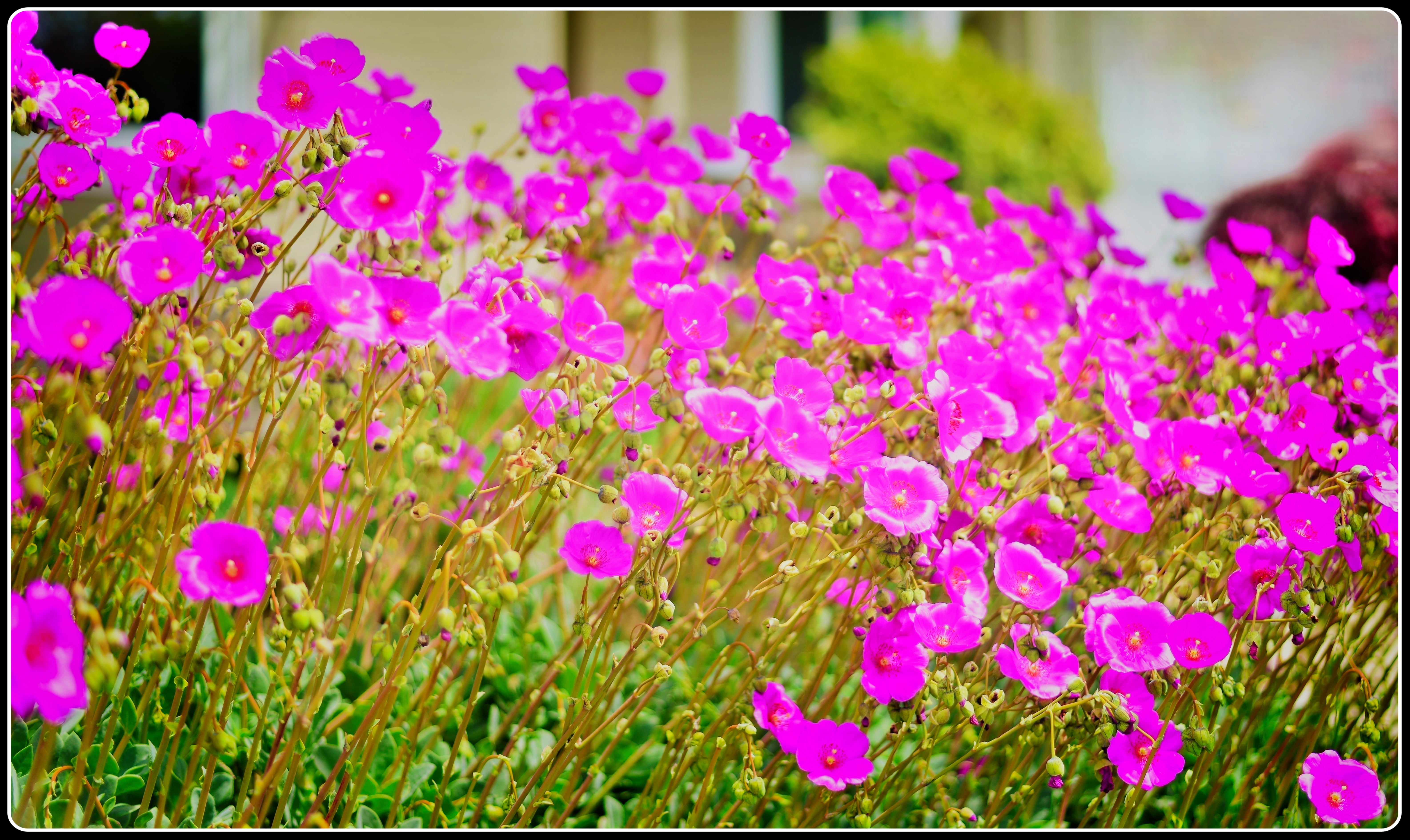 Lance Albers Art and Photography)