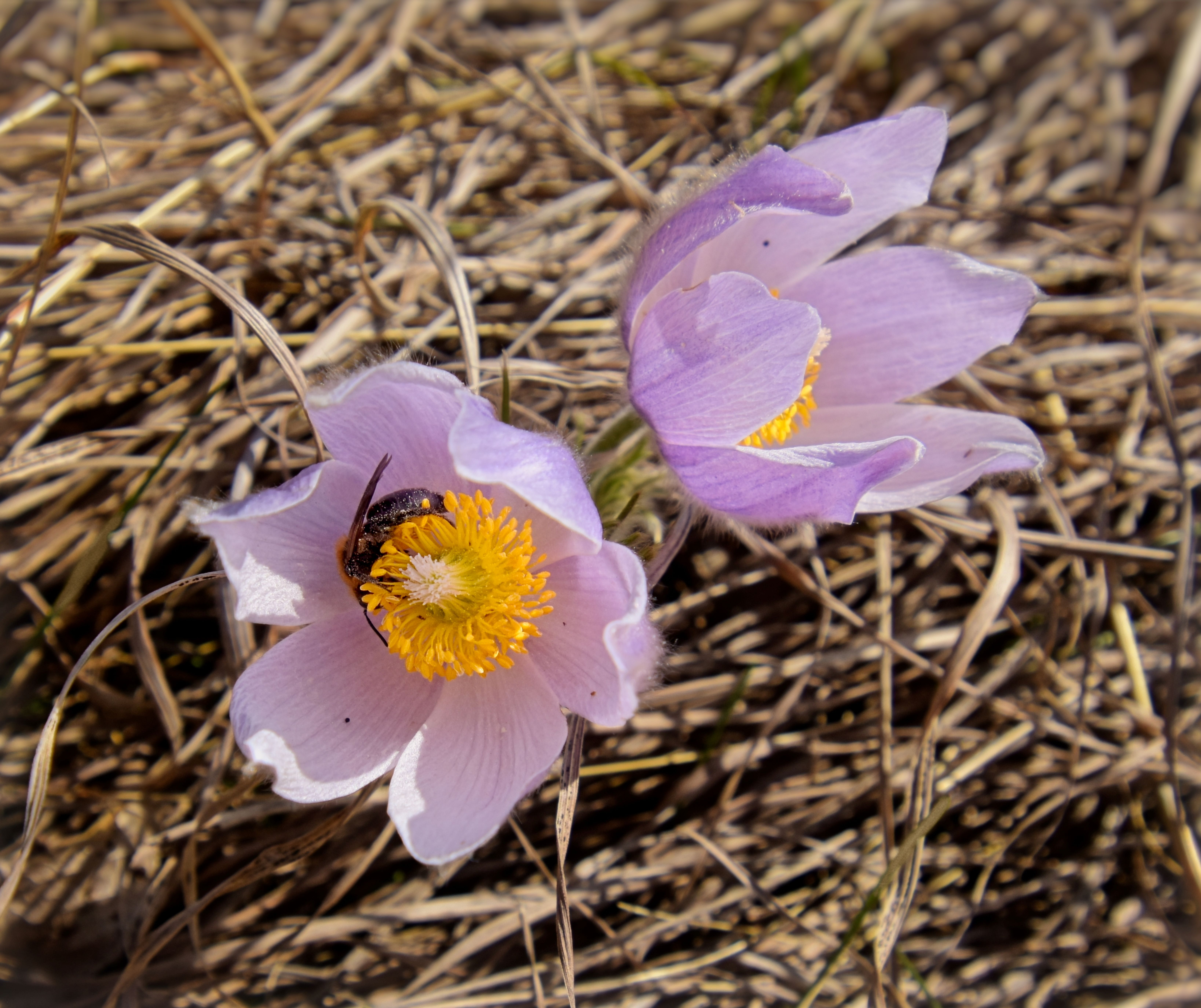 Glendalough State Park Pasque Flowers (Lance Albers Art and Photography)