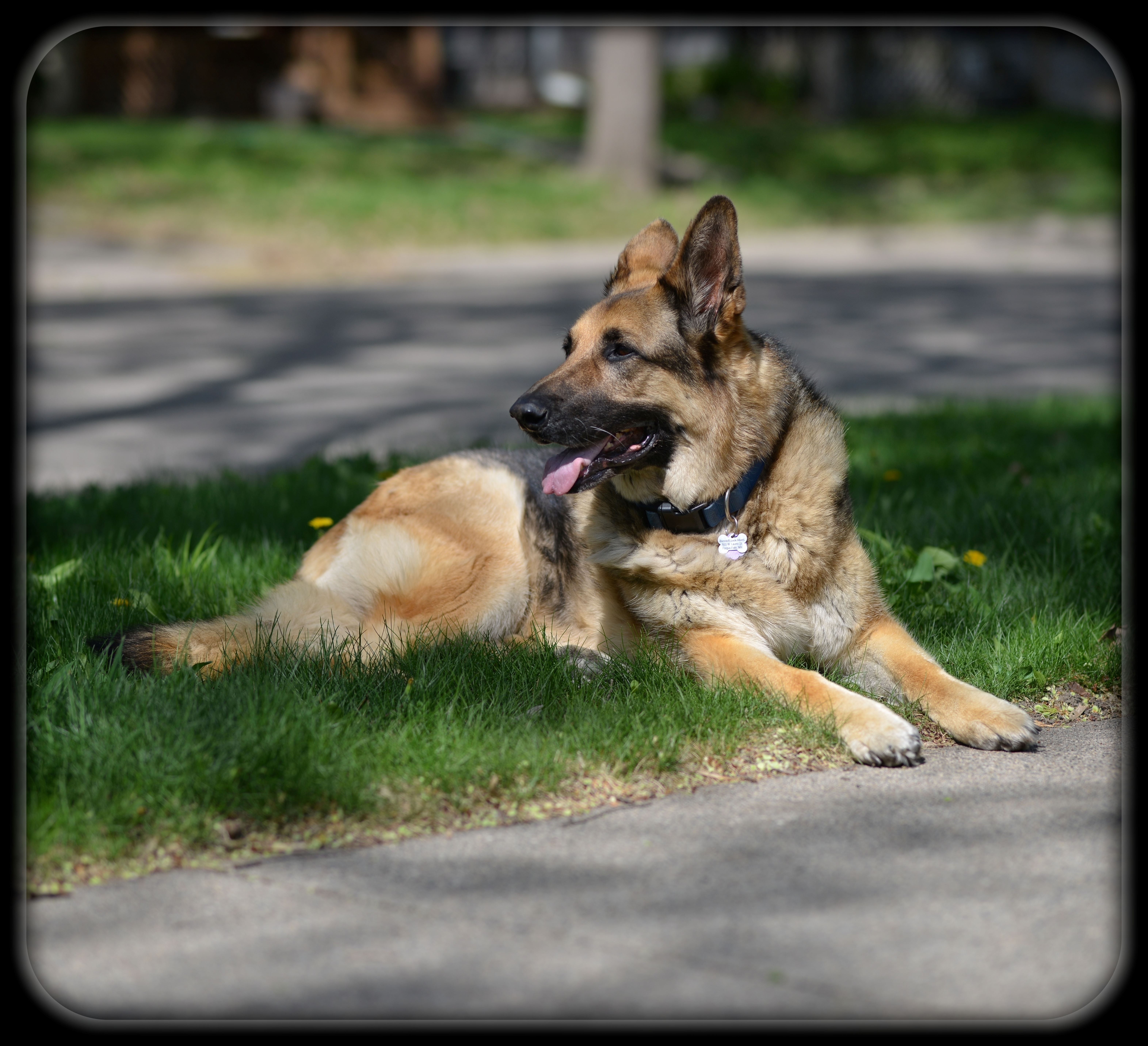 Giant German Shepherd (Pet Portraits by Lance Albers)