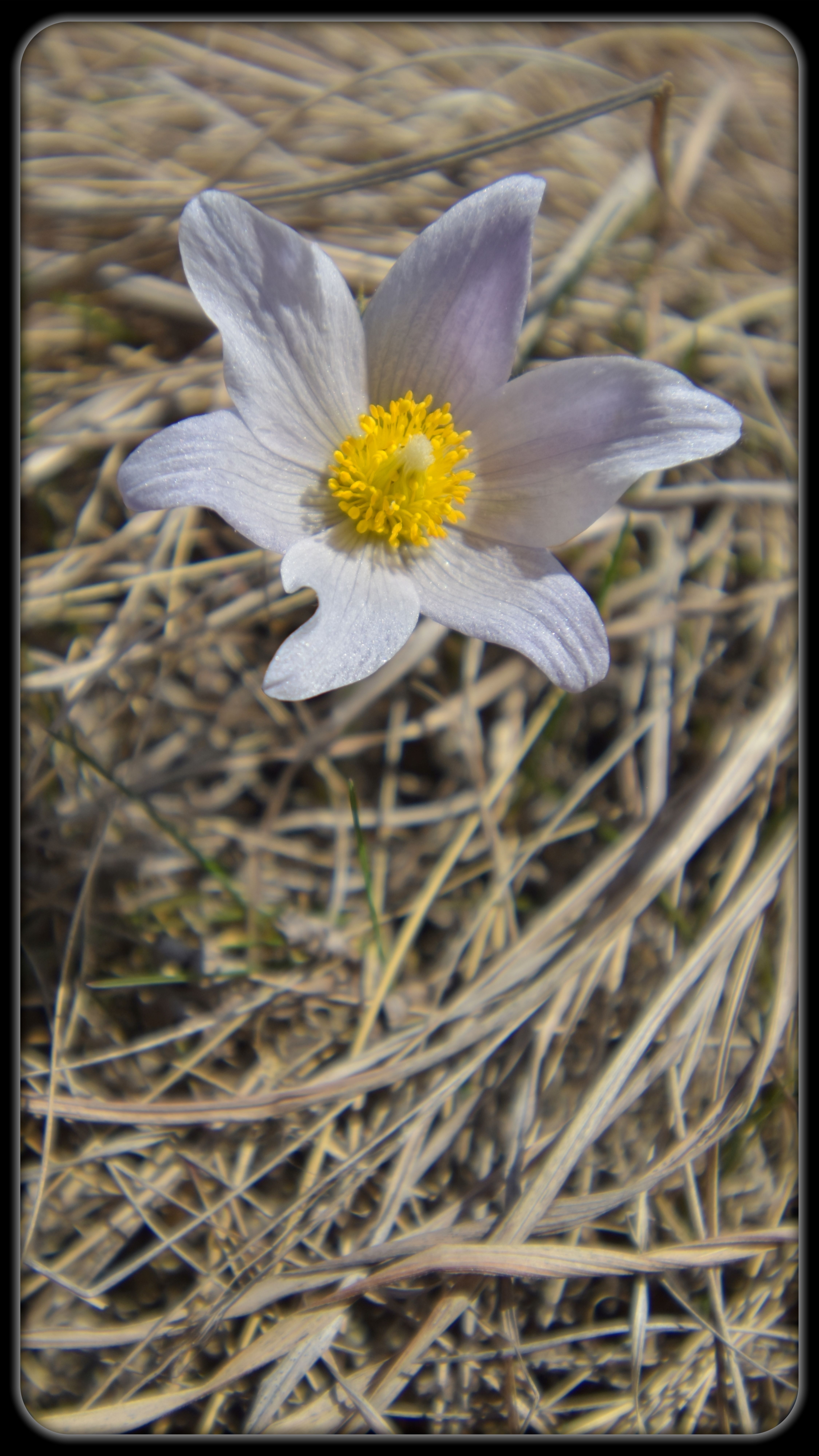 Pasque Flower at Glendalough State Park
