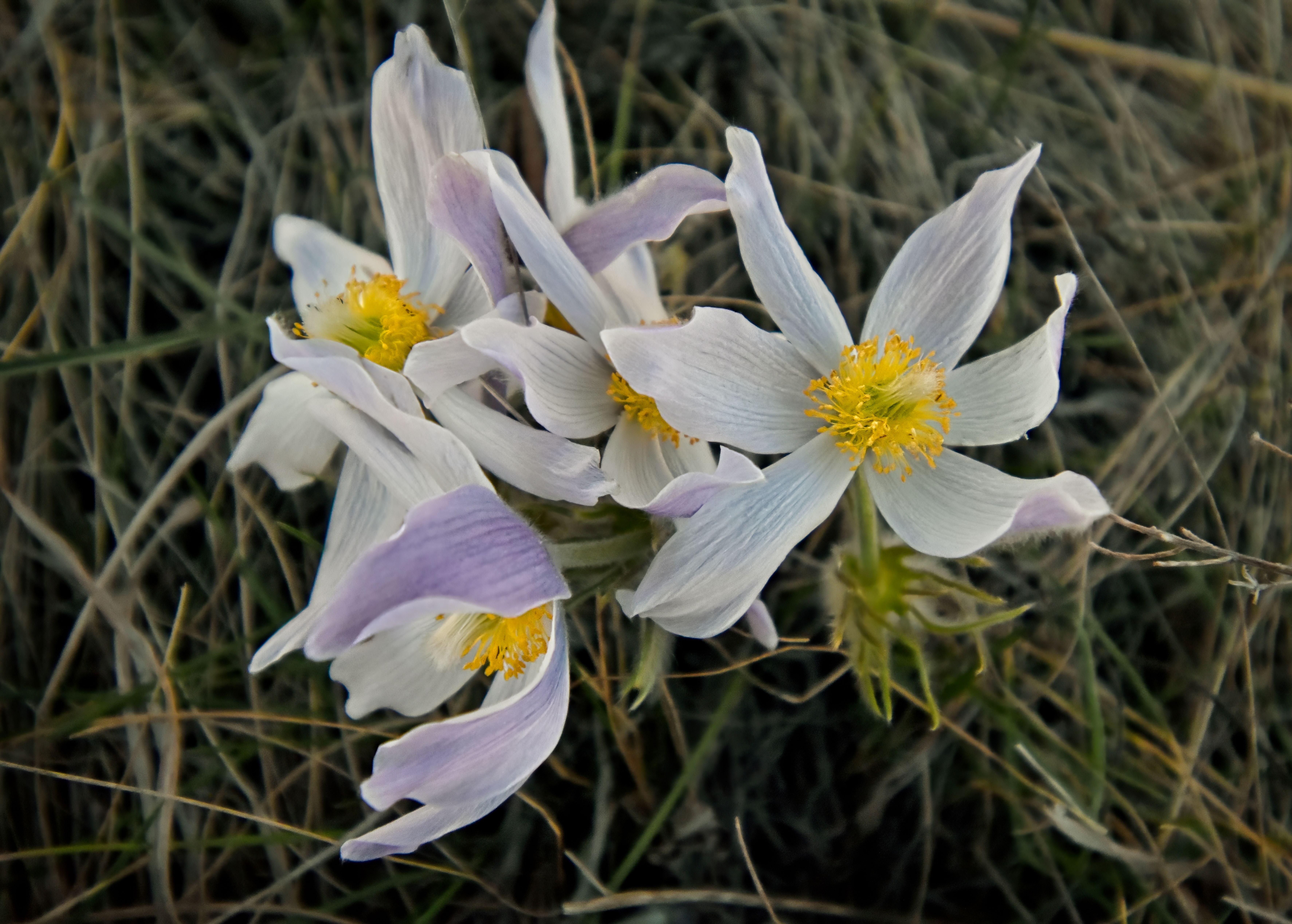 Pasque Flowers at Glendalough State Park 2025 Lance Albers Photography Battle Lake Minnesota