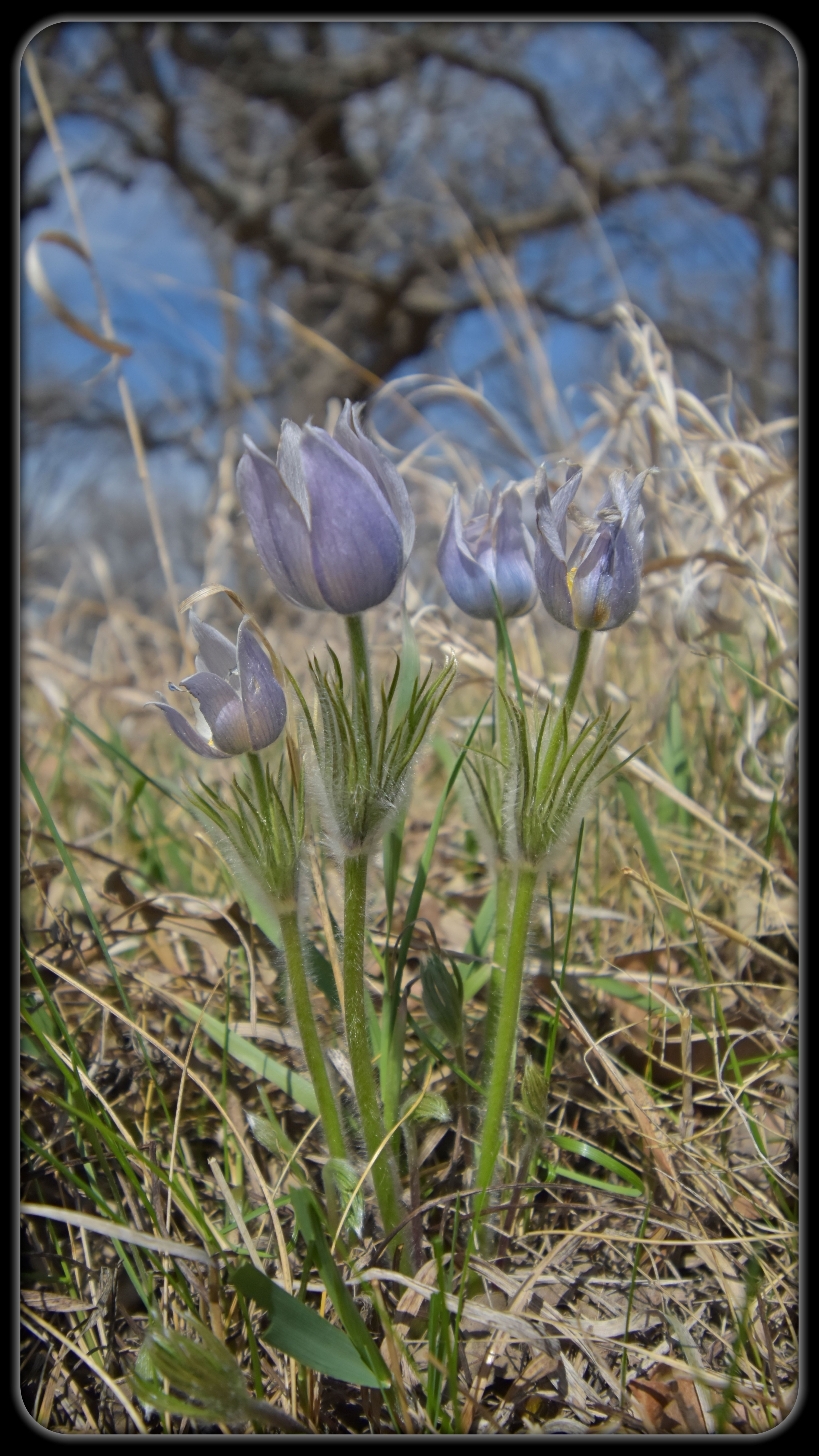 Pasque Flowers at Glendalough State Park (Lance Albers Art and Photography)