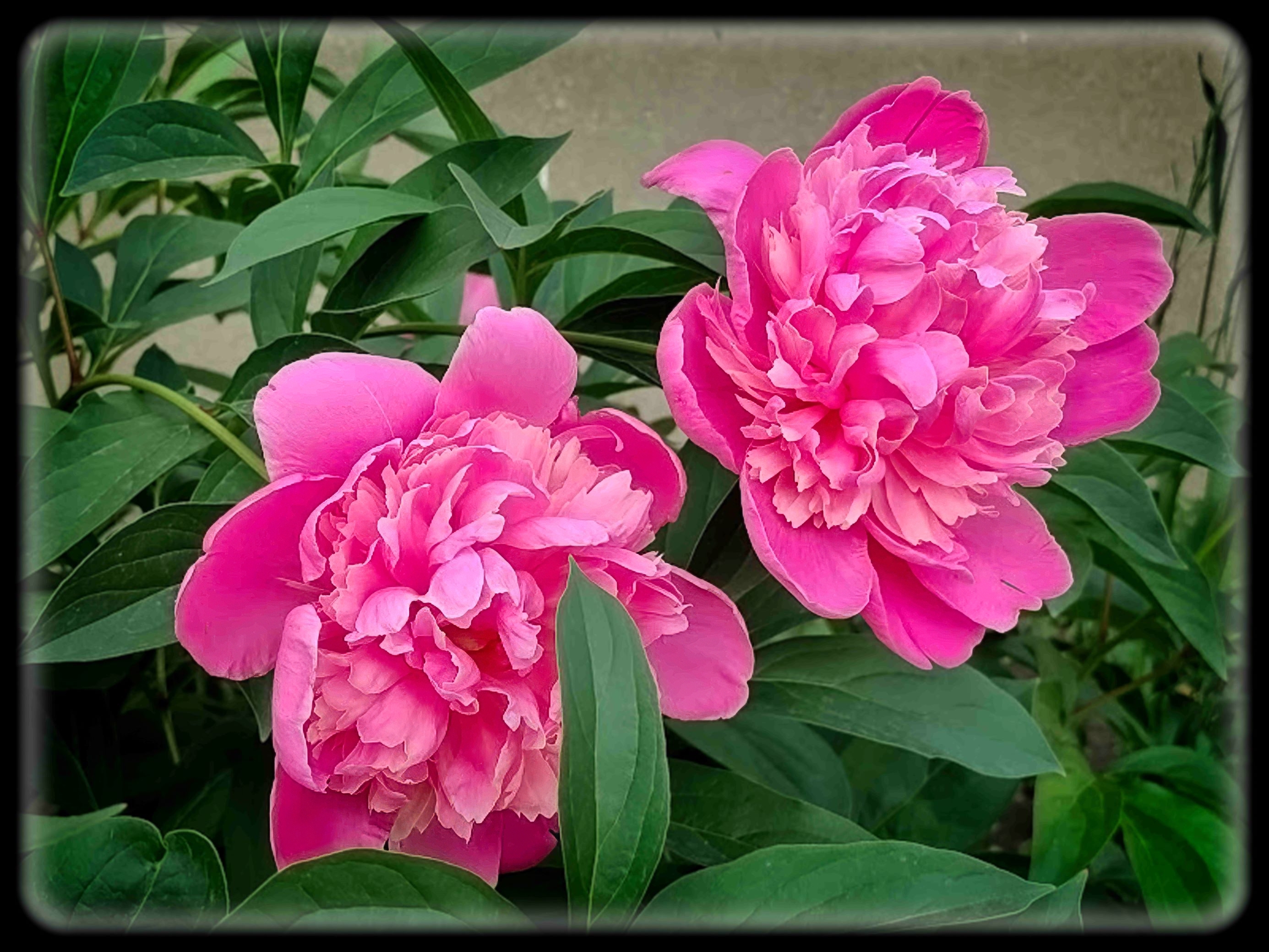 Peonies In Our Yard w. Border (Cell Phone Photo)