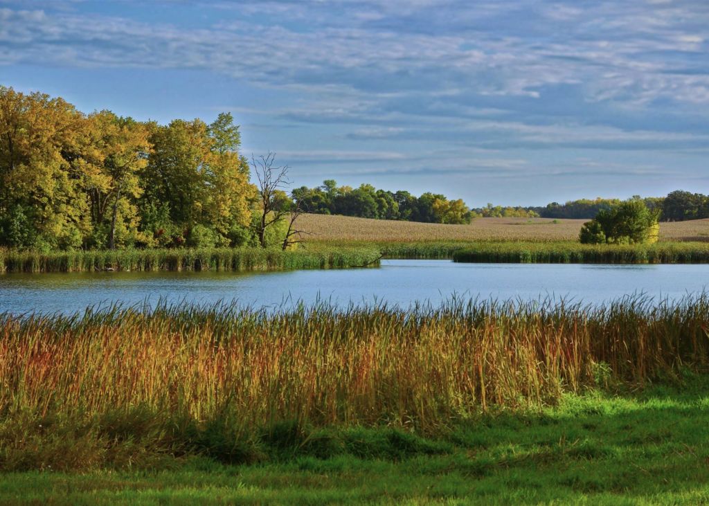 A serene autumn landscape in Otter Tail County, Minnesota, featuring a calm lake framed by vibrant golden trees, thick shoreline cattails, and rolling agricultural hills under a blue, cloud-streaked sky.