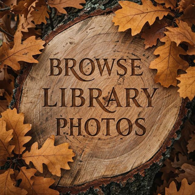 A rustic wooden tree stump engraved with the words "Browse Library Photos," surrounded by a border of crisp, golden-brown autumn oak leaves scattered on the ground.