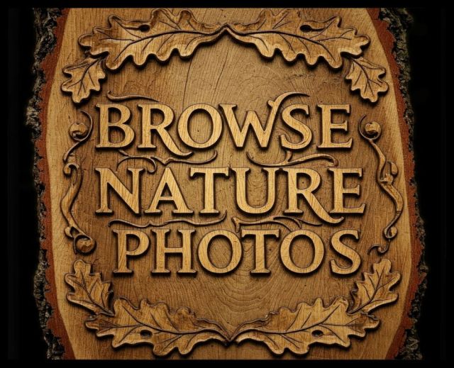 An ornate, rectangular wooden sign carved into a log slab with a rough bark edge, featuring raised oak leaves and the text "BROWSE NATURE PHOTOS" against a black background.