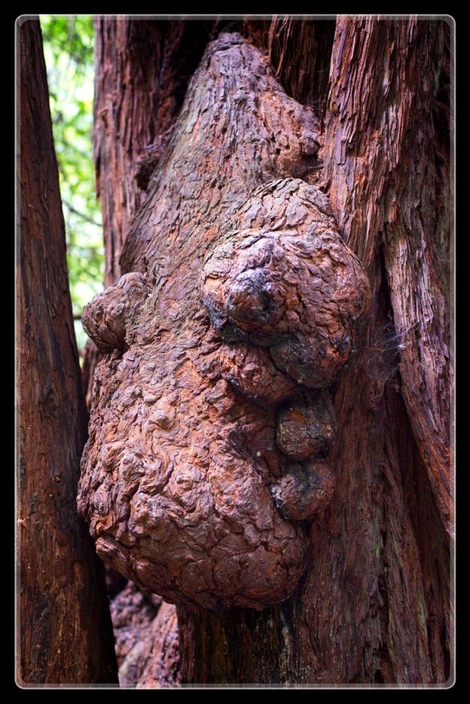 A detailed, close-up shot of a large, knobby brown burl growth on a coast redwood tree trunk in the John Muir Forest, California.