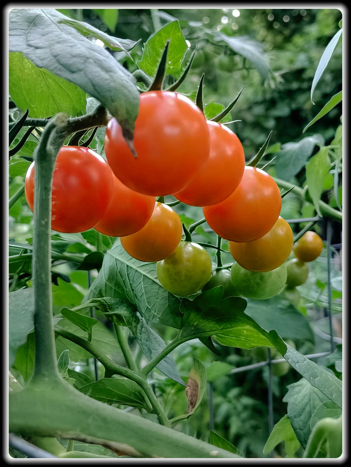 Close-up of a vibrant cluster of ripening cherry tomatoes growing on a green vine in an Otter Tail County, Minnesota garden, transitioning in color from green to orange and deep red.