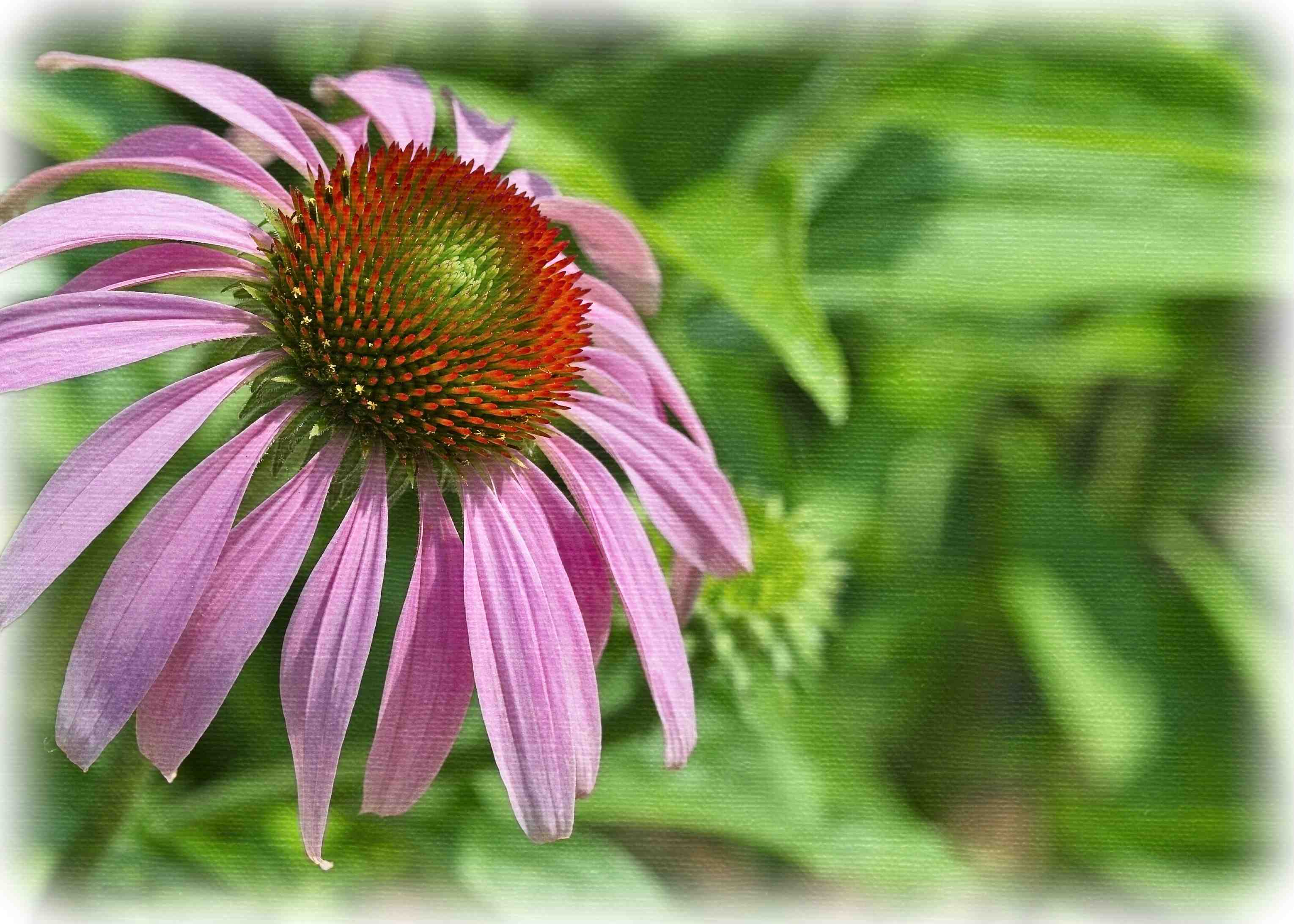 Cone Flower by Lance Albers