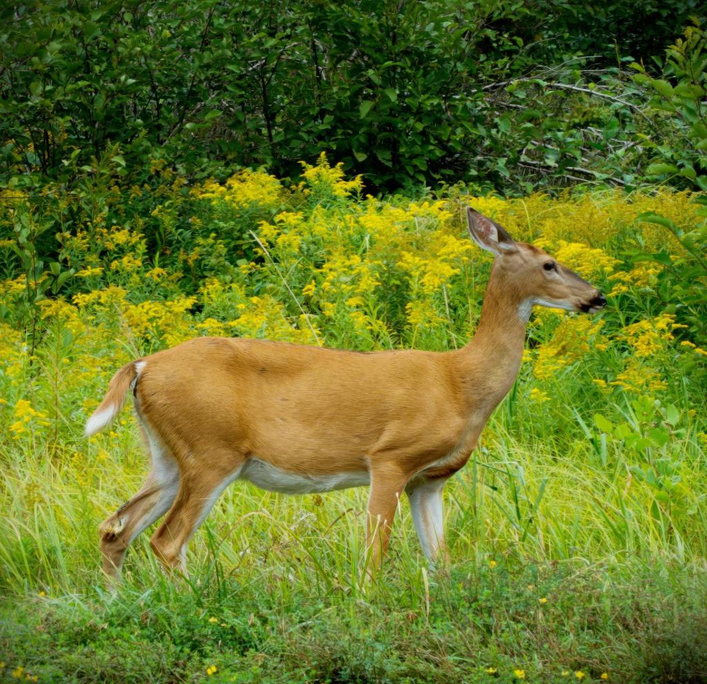 Deer Standing Right Next To Bonnie and I. (Lance Albers Fergus Falls MN 262862)