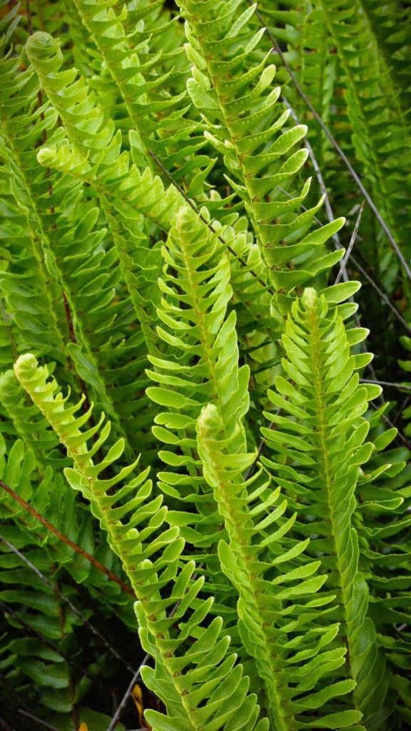 This is the Deer Fern (botanical name: Struthiopteris spicant, formerly Blechnum spicant). It is also frequently referred to as Hard Fern